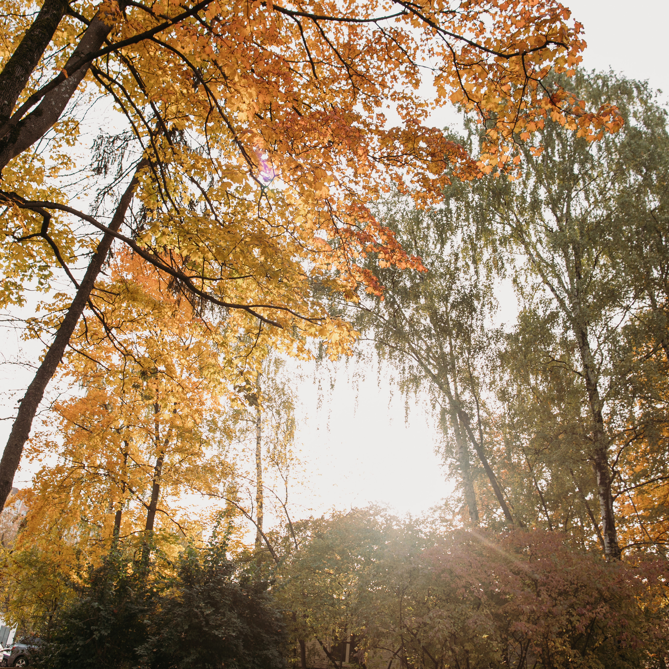 Отзывы. Свадебный фотограф в Москве Аля Загирова
