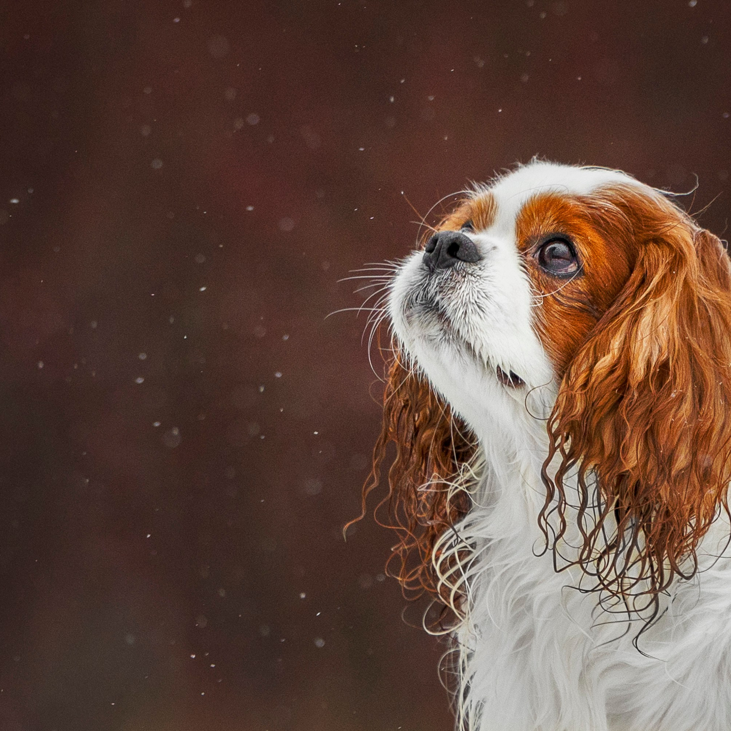 Кавалер Кинг Чарльз Спаниель и Людмила