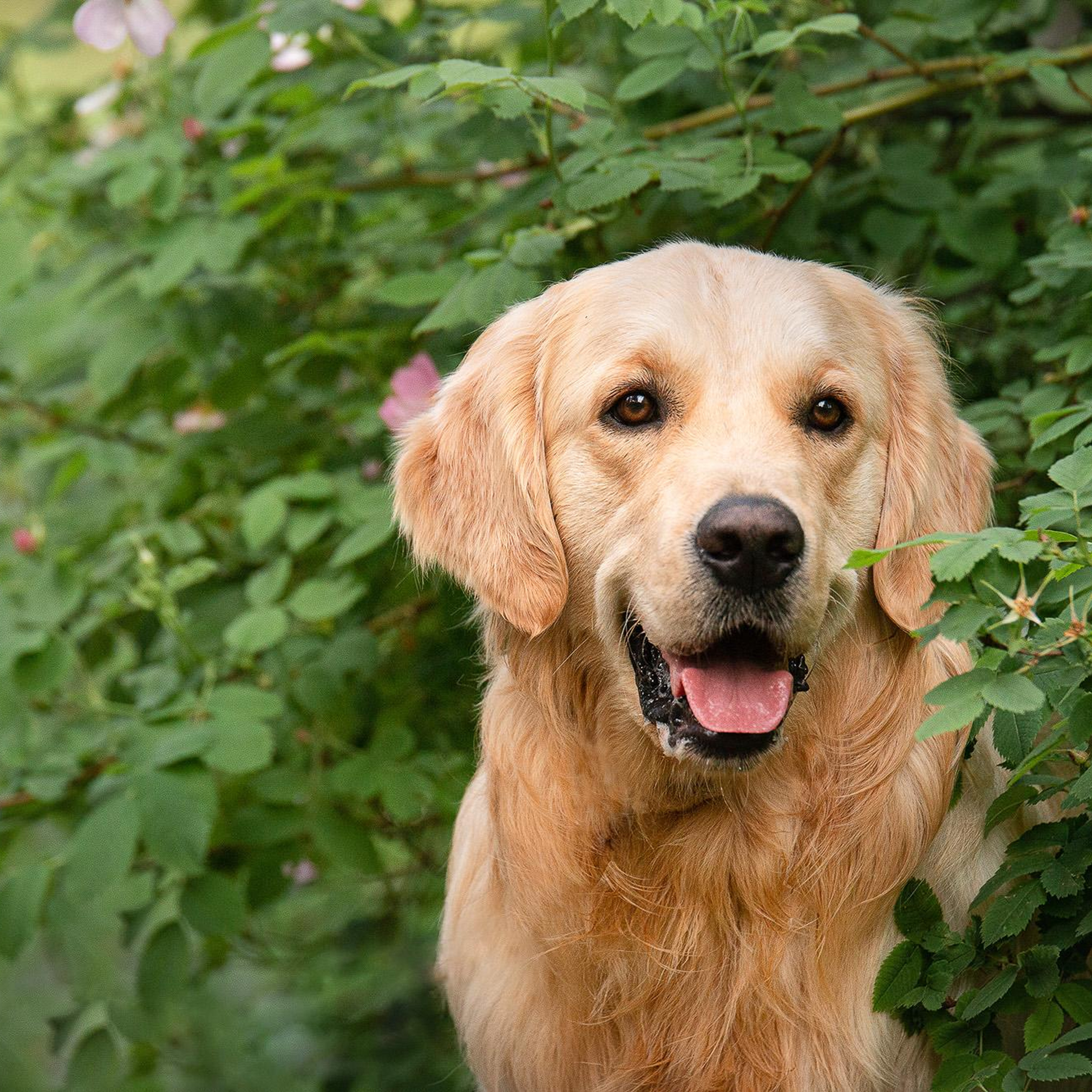 Ирина и Макс в Новопеределкино