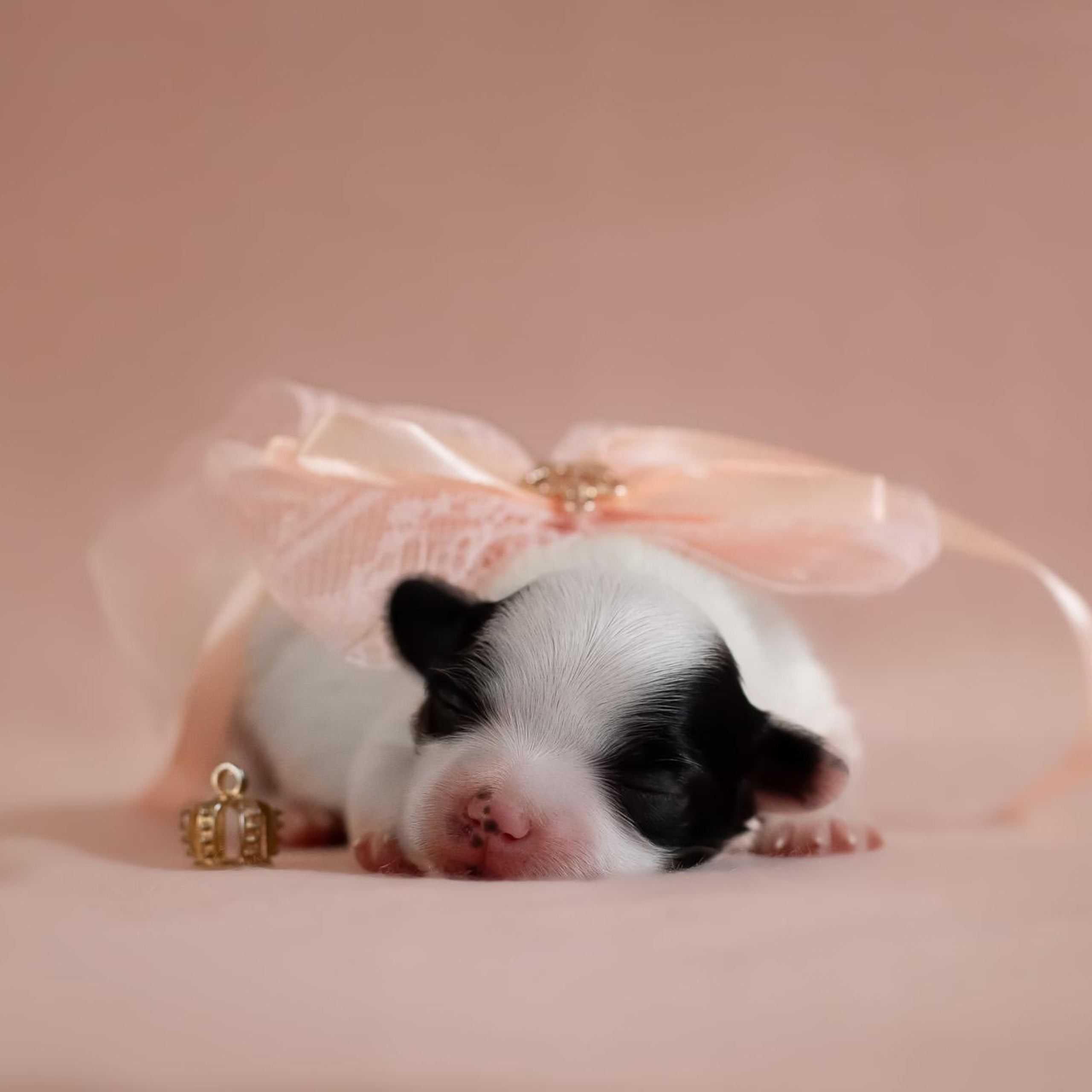 Папийоны (ньюборн)