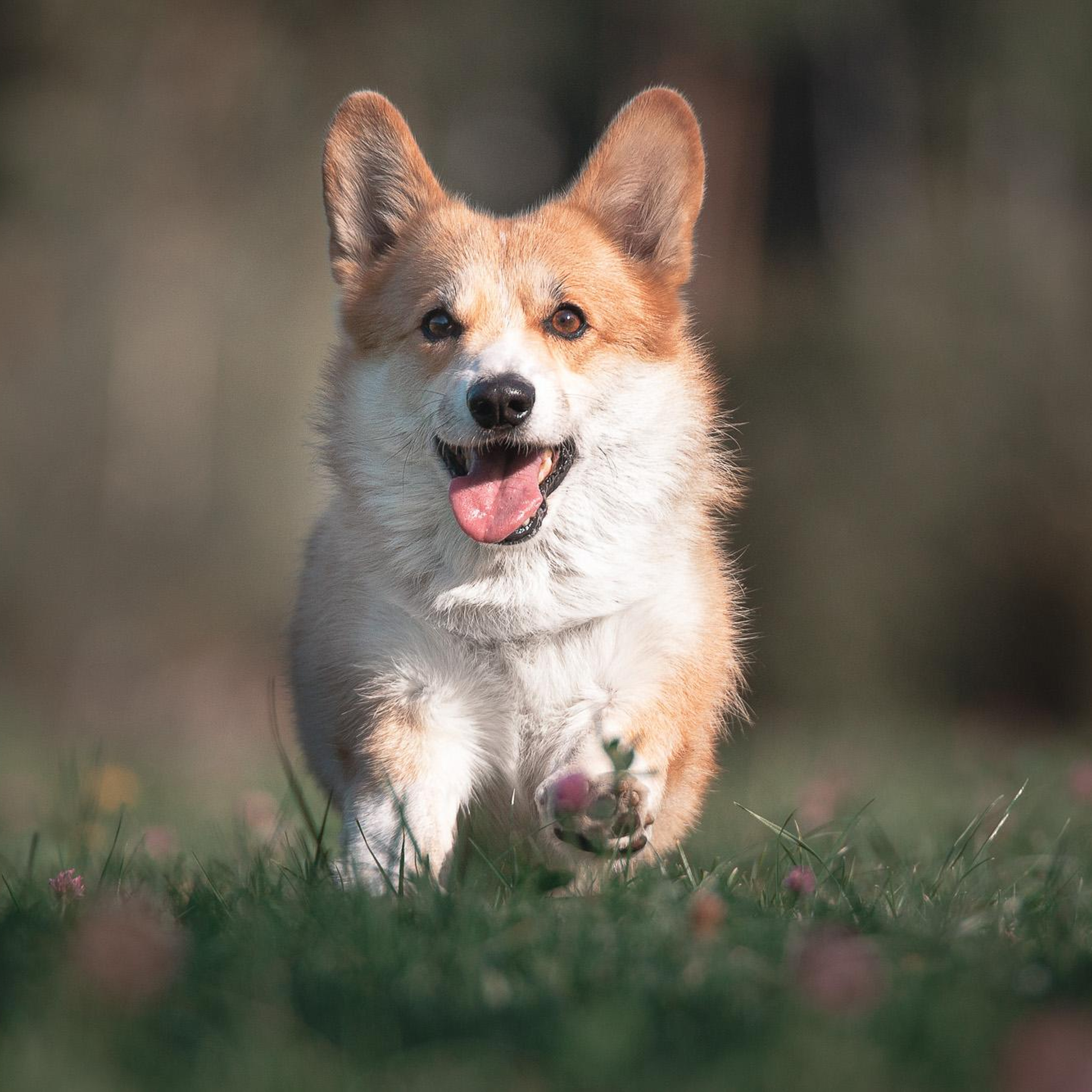 Полина и Вегас в Мещерском парке