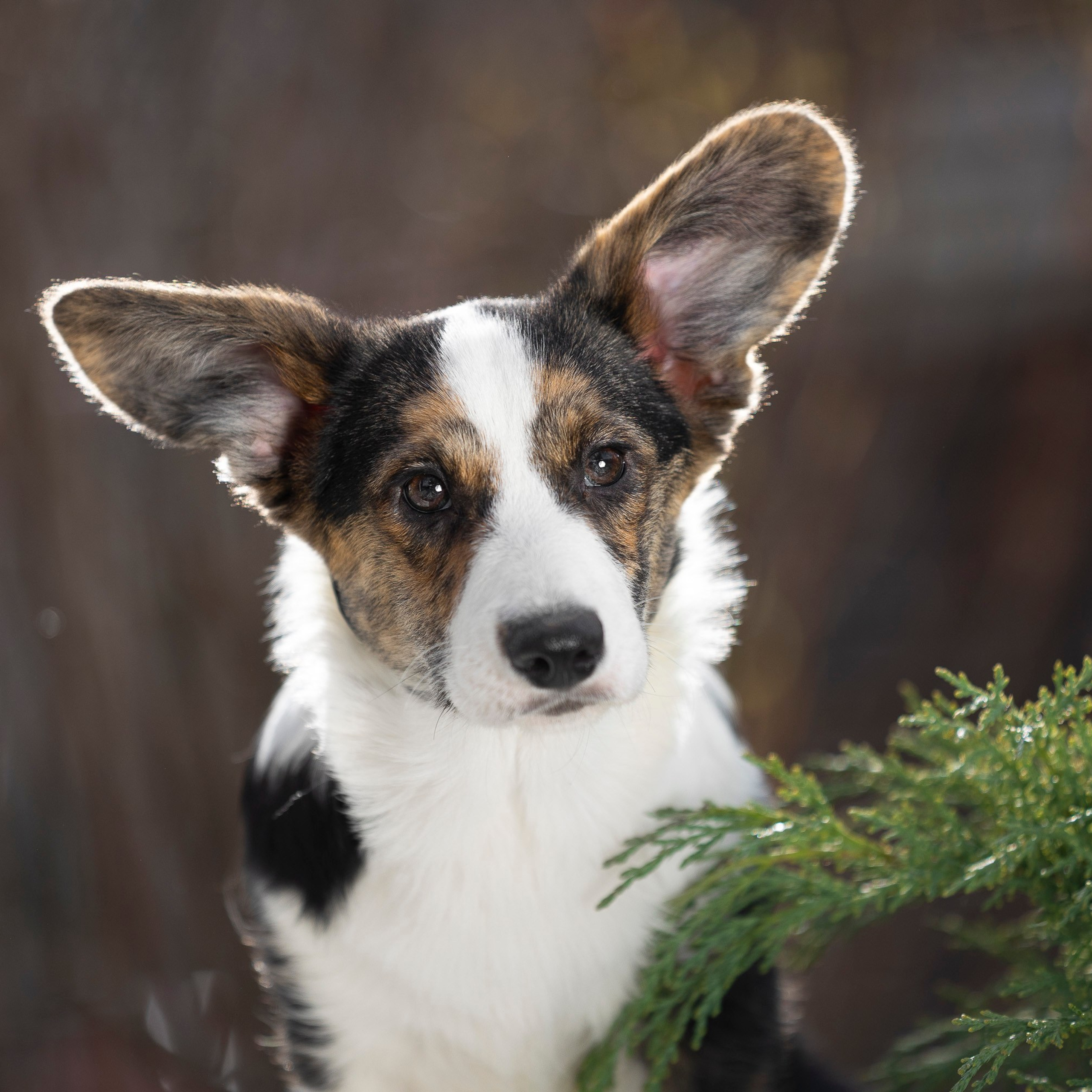 Вельш Корги Кардиган