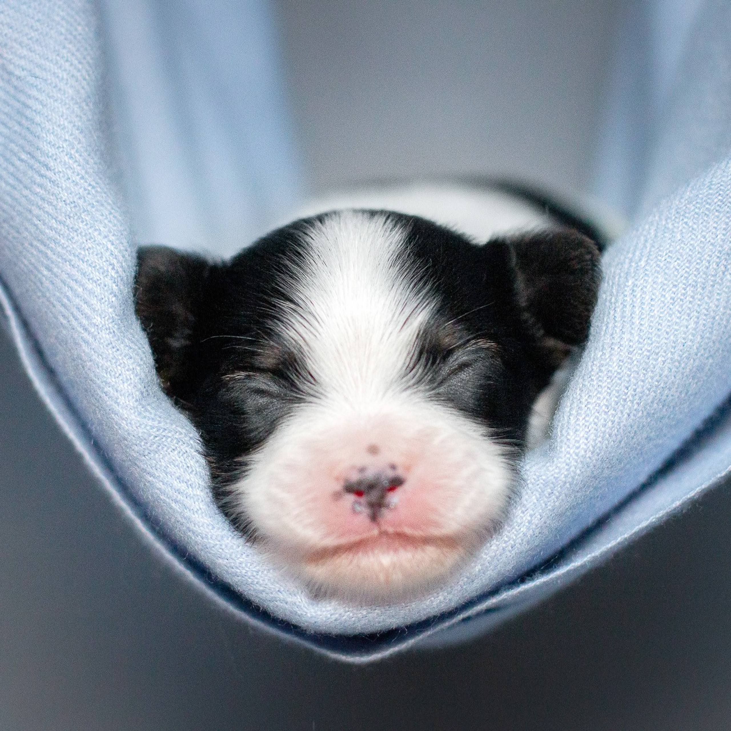 Папийоны (ньюборн)