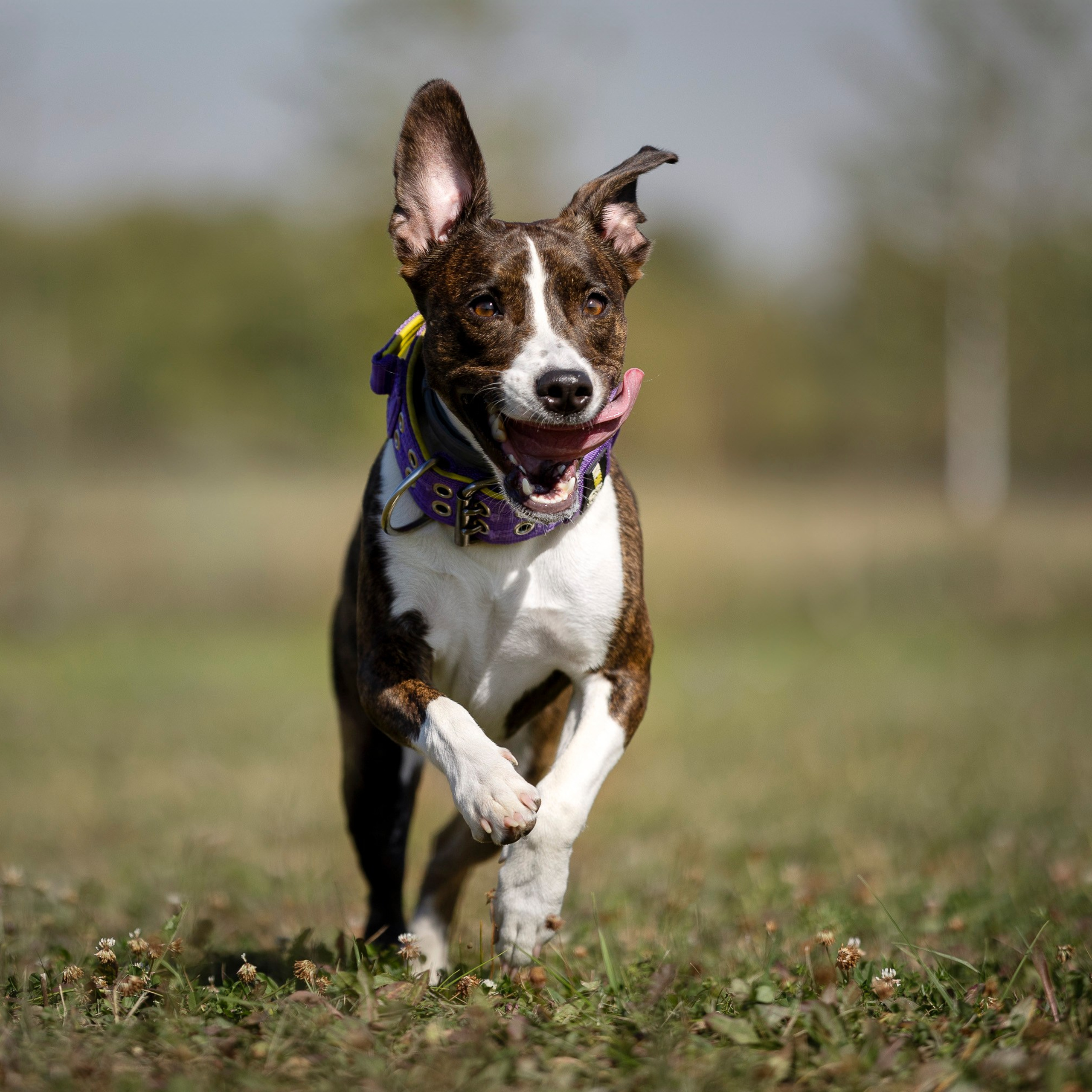 Отзывы. Фотограф анималист, семейный фотограф, фотограф собак Комратова Мария. г. Москва