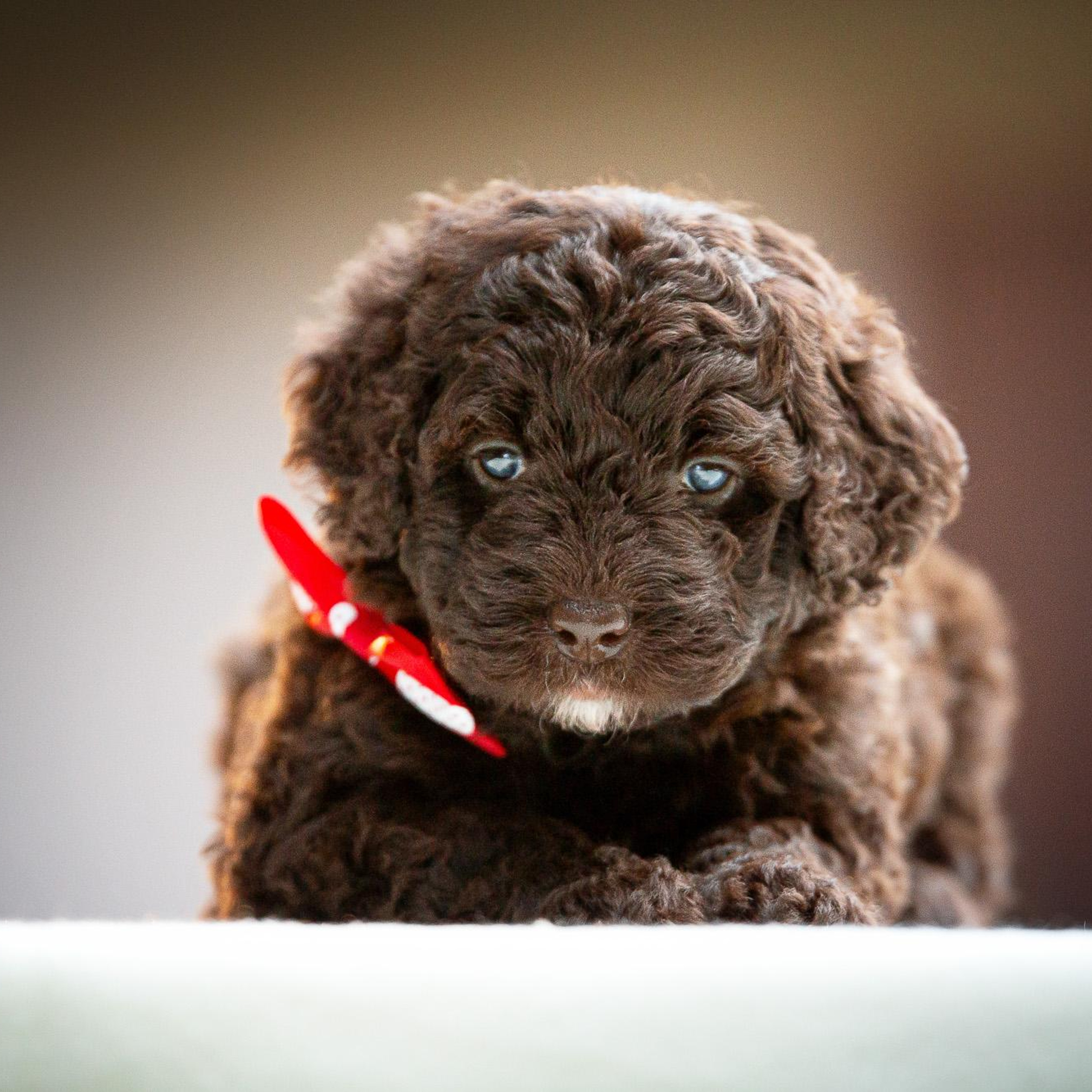Испанские Водяные Собаки