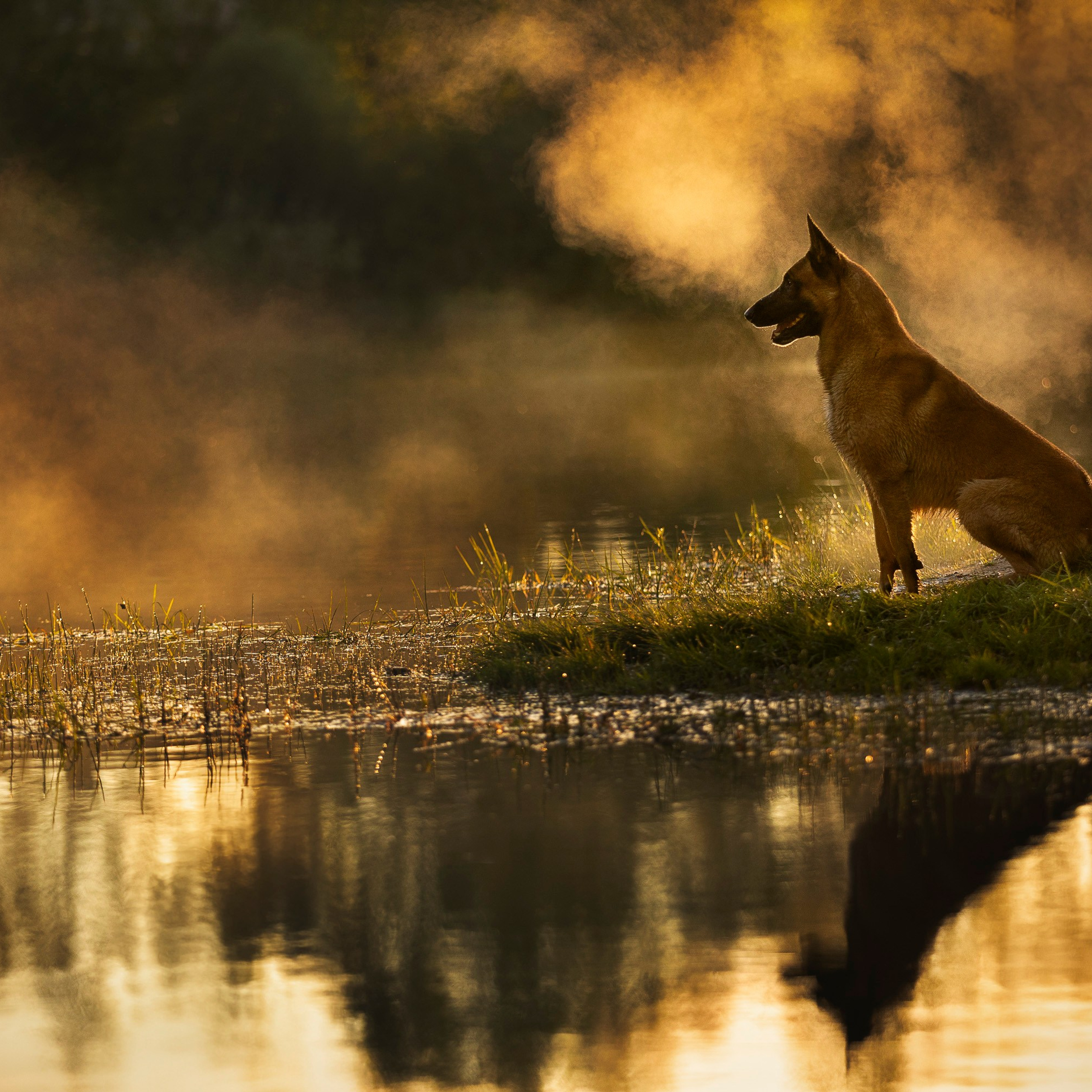 Рассвет с Прохором и Корицей