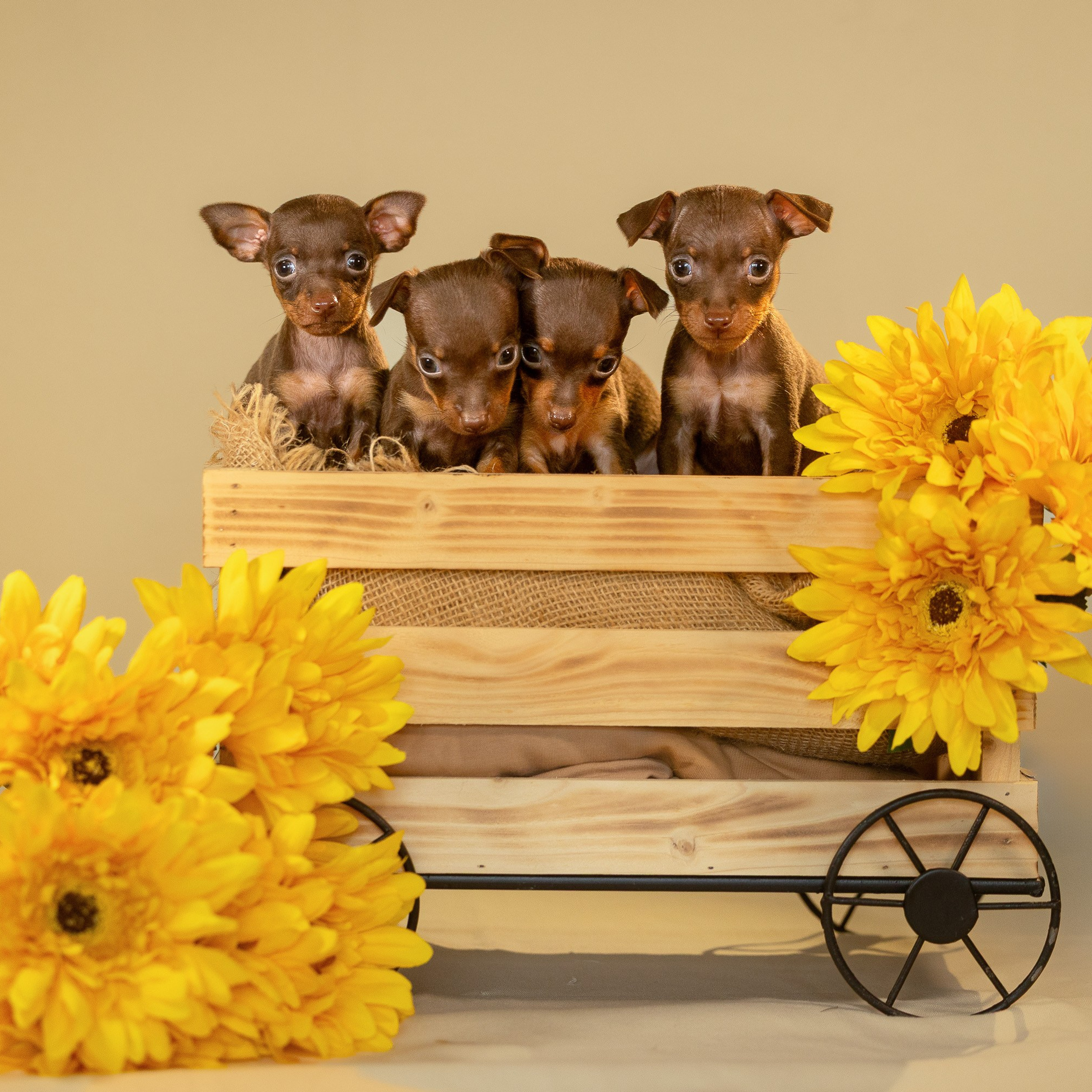 Пражские Крысарики