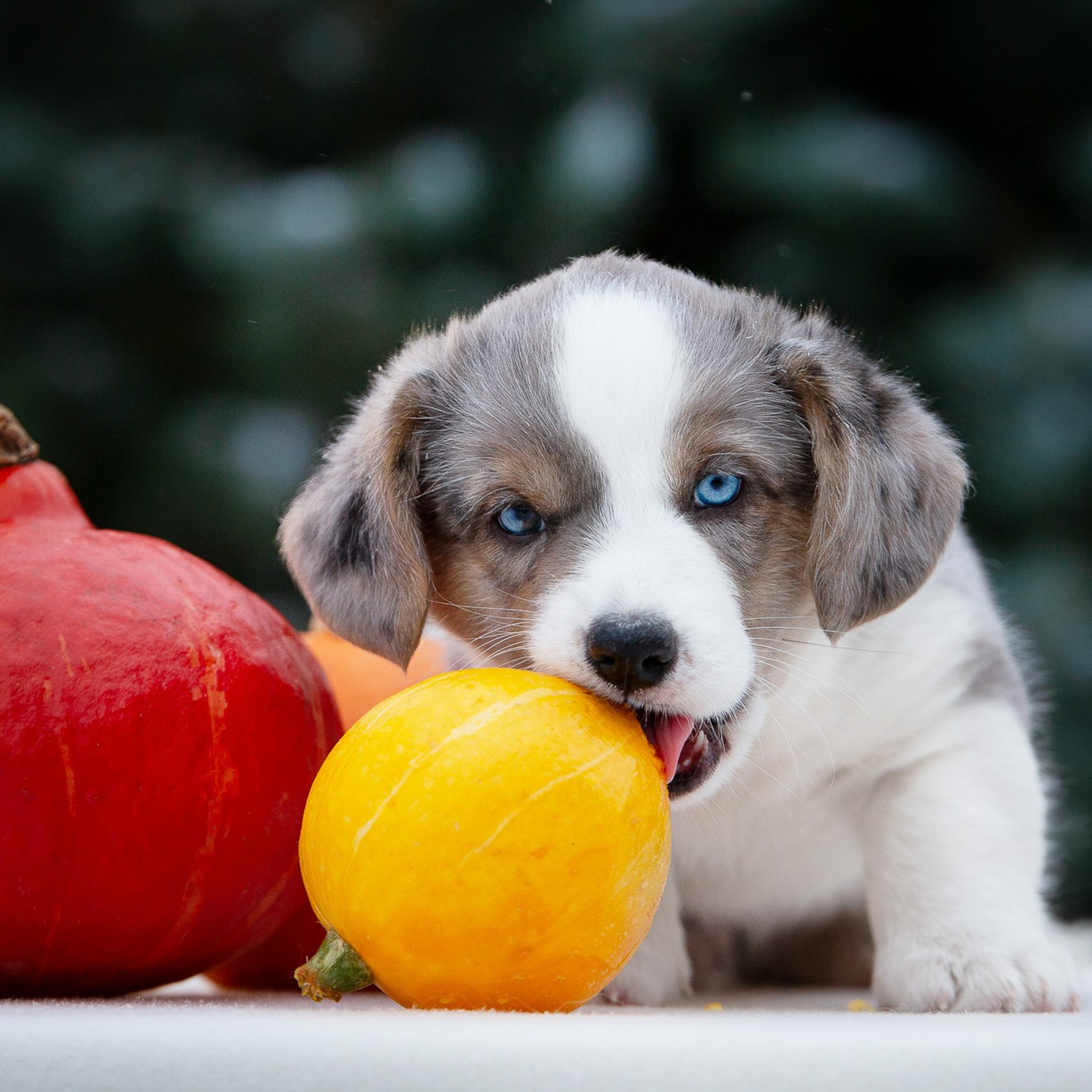 Вельш Корги Кардиганы