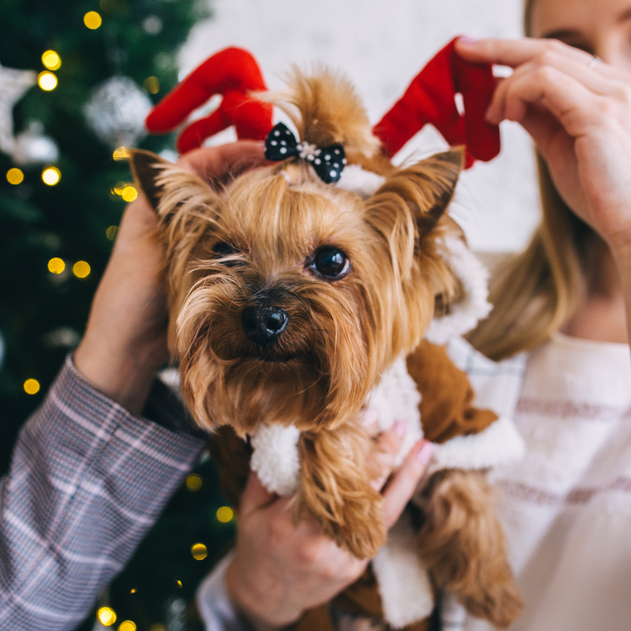 Татьяна, Ольга и Пепер
