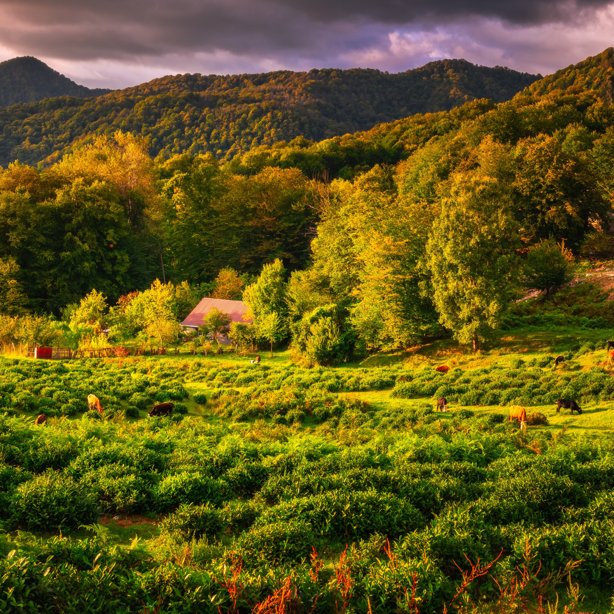 Экскурсии в Сочи. Экскурсии и фотограф в Сочи и Красной поляне