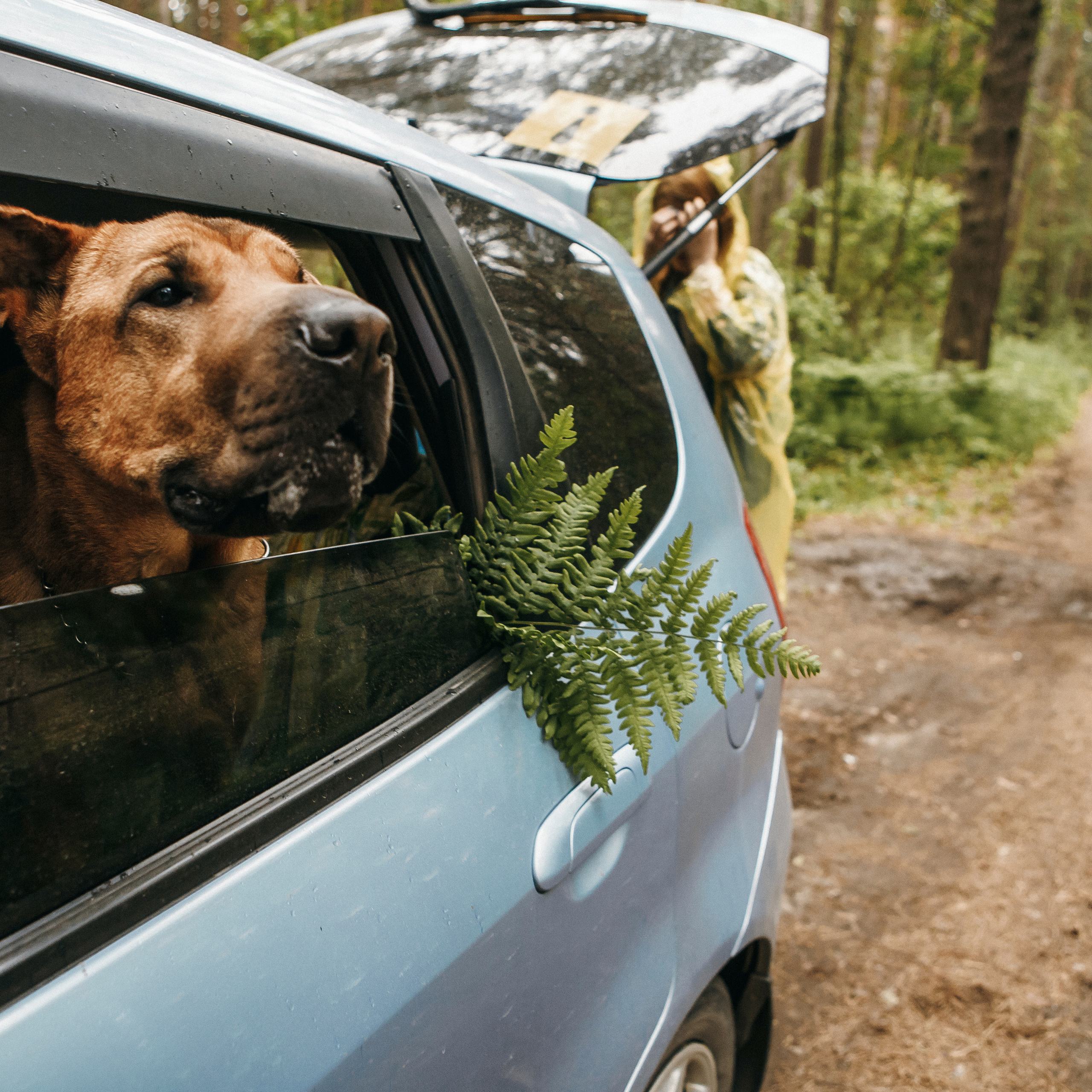 Любить люпины и собак!