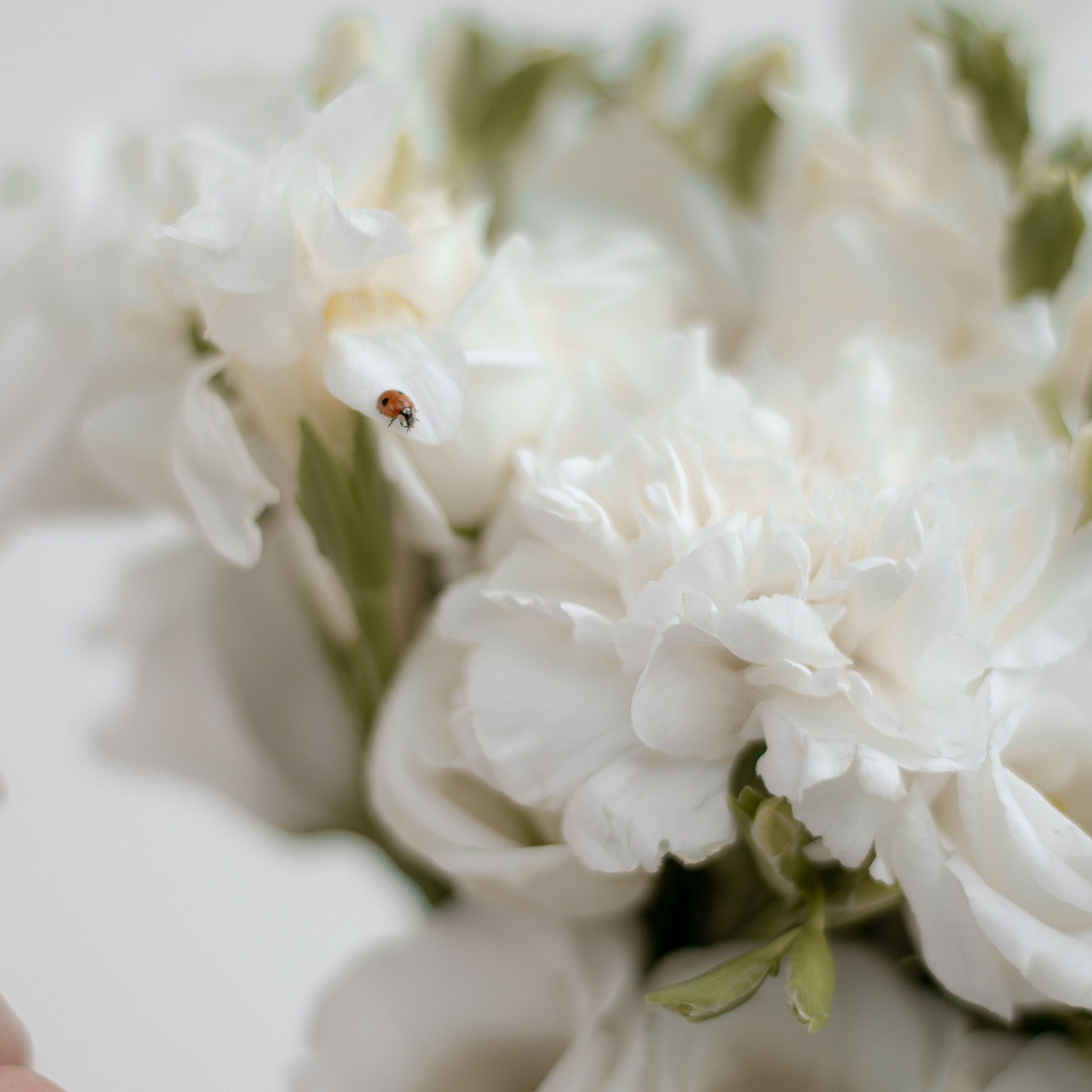 Анастасия | Артем