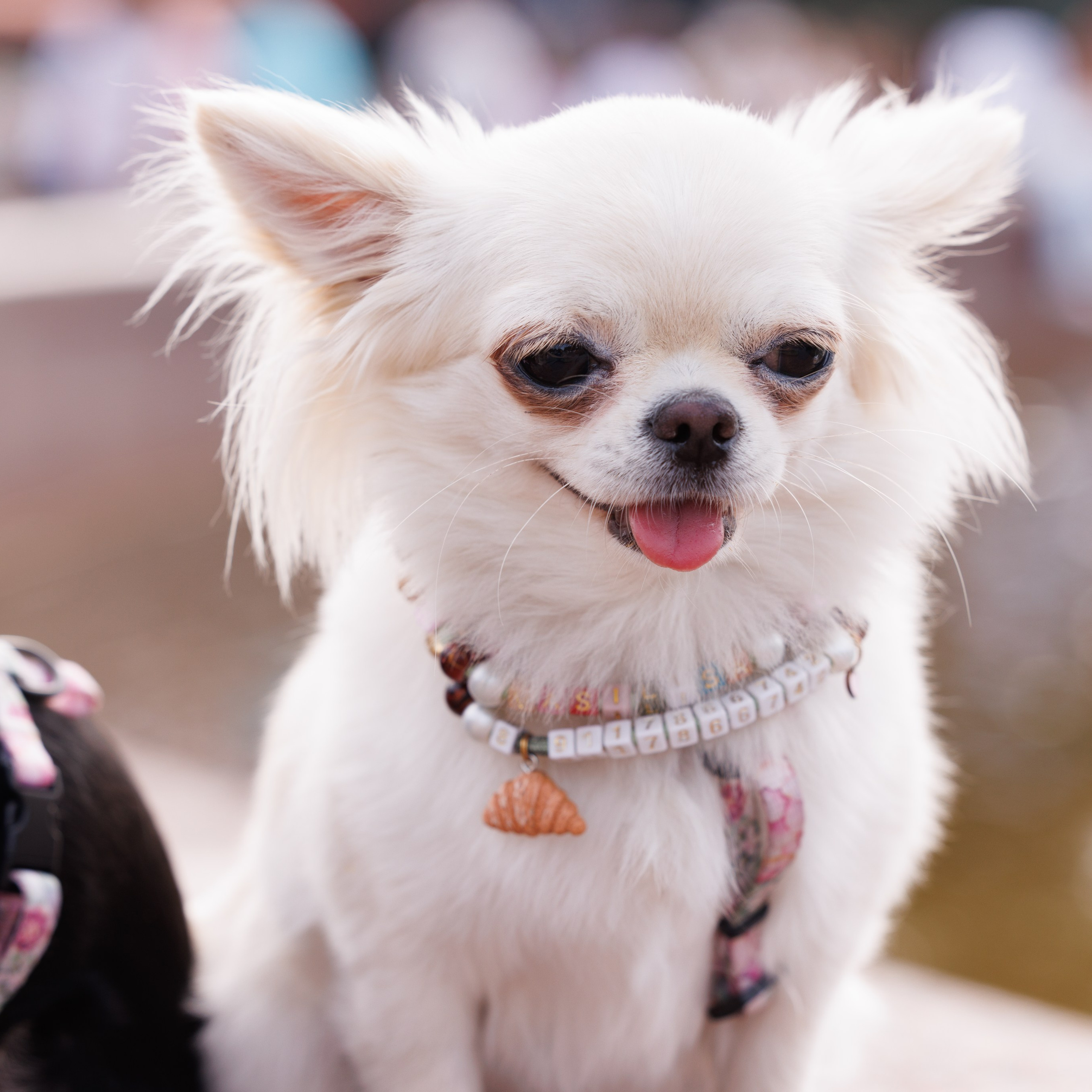 PetShopDays2026