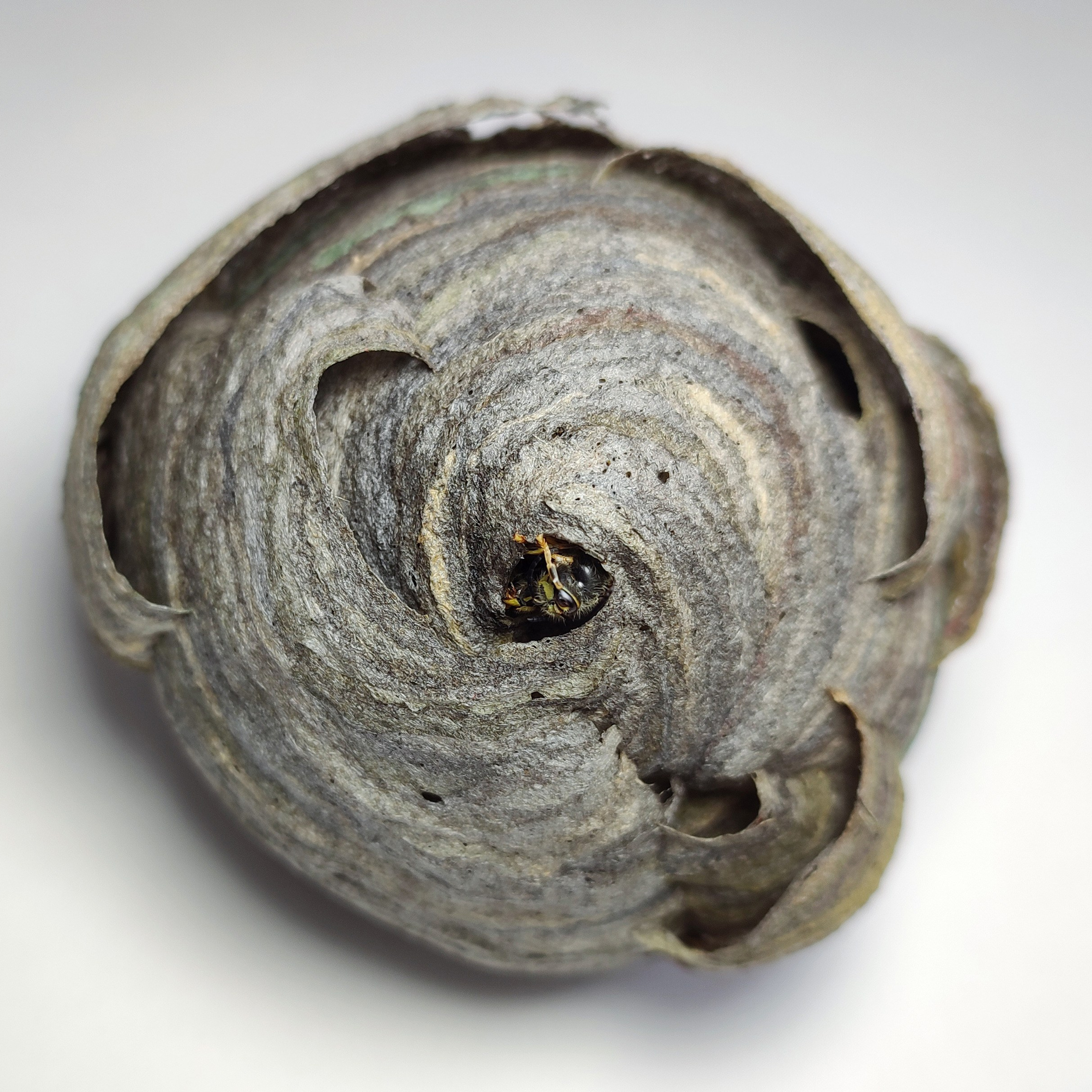 Осятник. 2023. Цифровая фотография. 