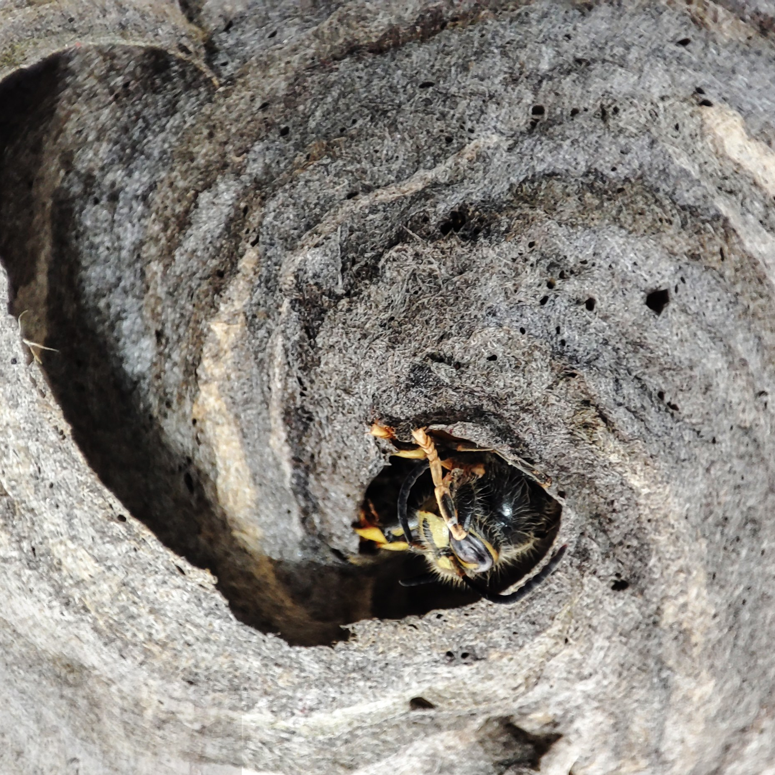 Осятник. 2023. Цифровая фотография. 