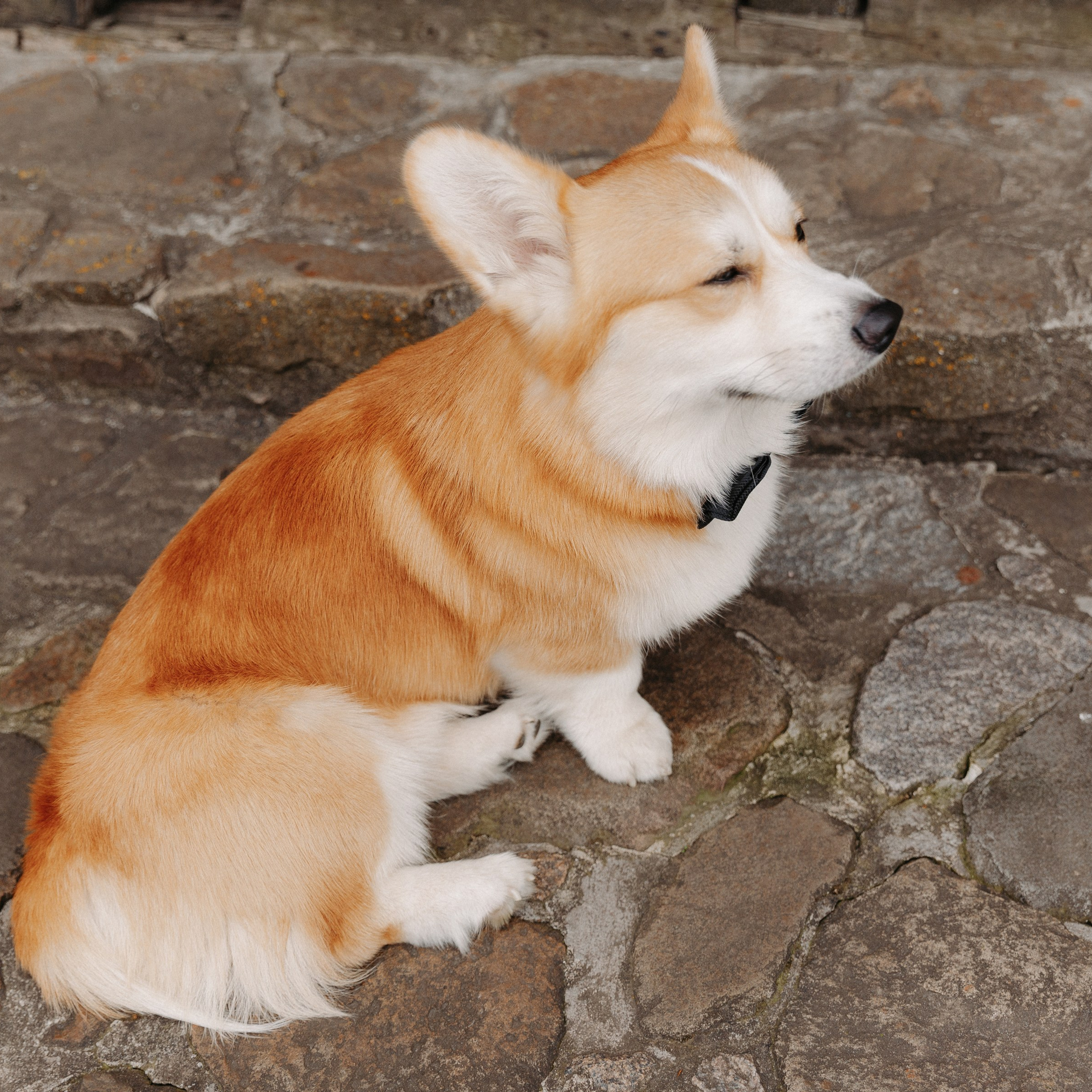 BULKA. EFIMOV IN SPACE — свадебный фотограф