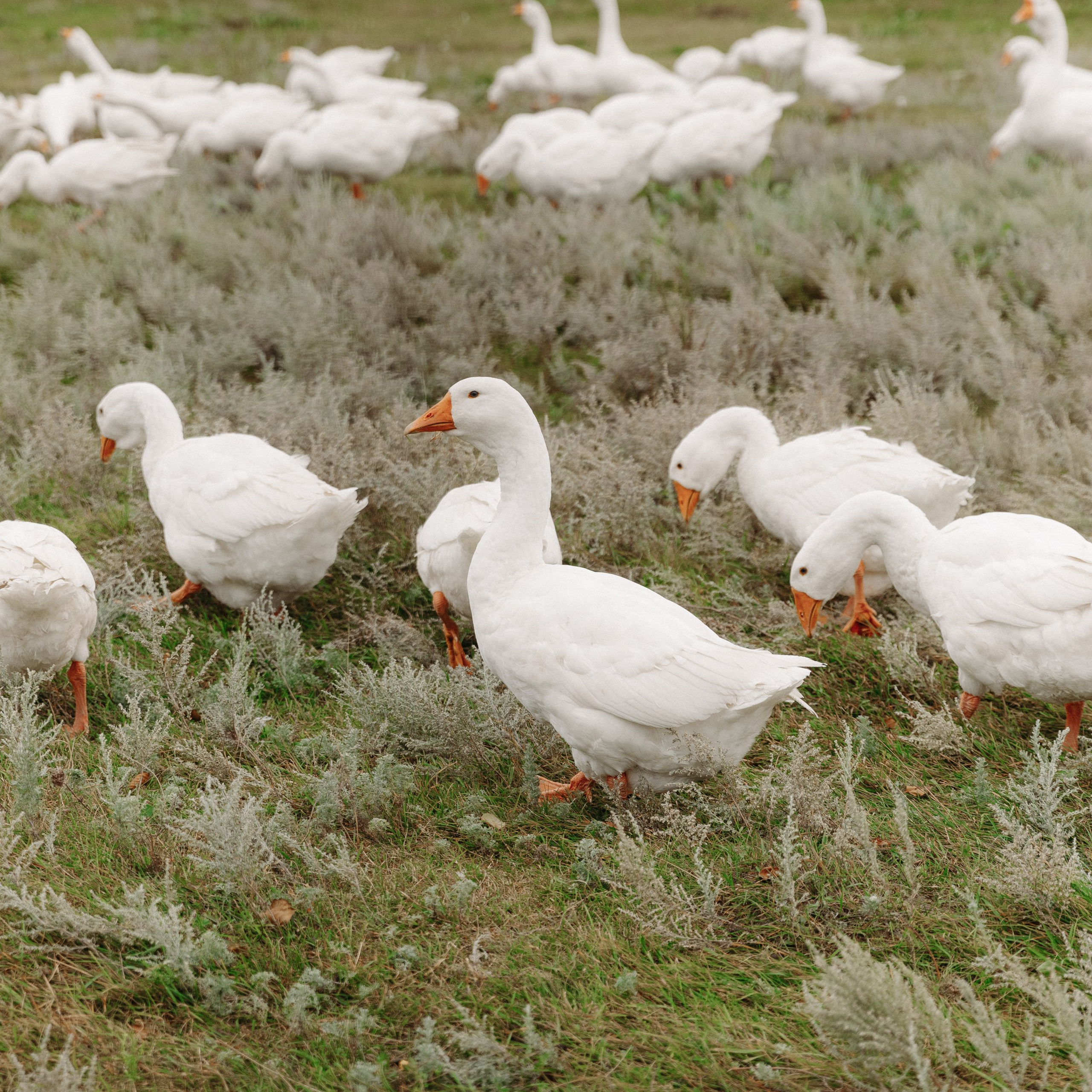 BULKA. EFIMOV IN SPACE — свадебный фотограф