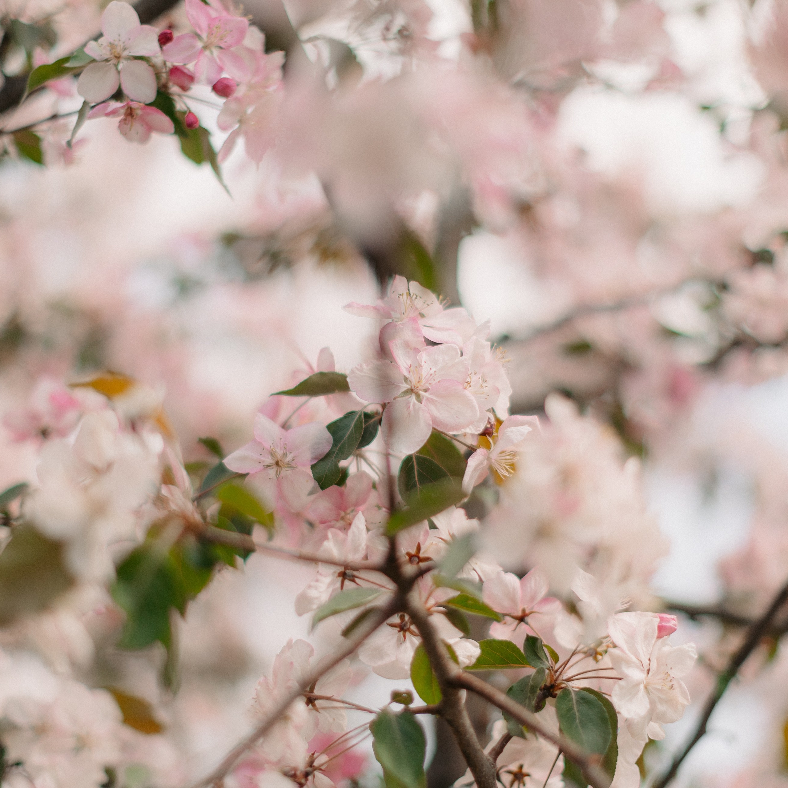 ВЕСНА. EFIMOV IN SPACE — свадебный фотограф