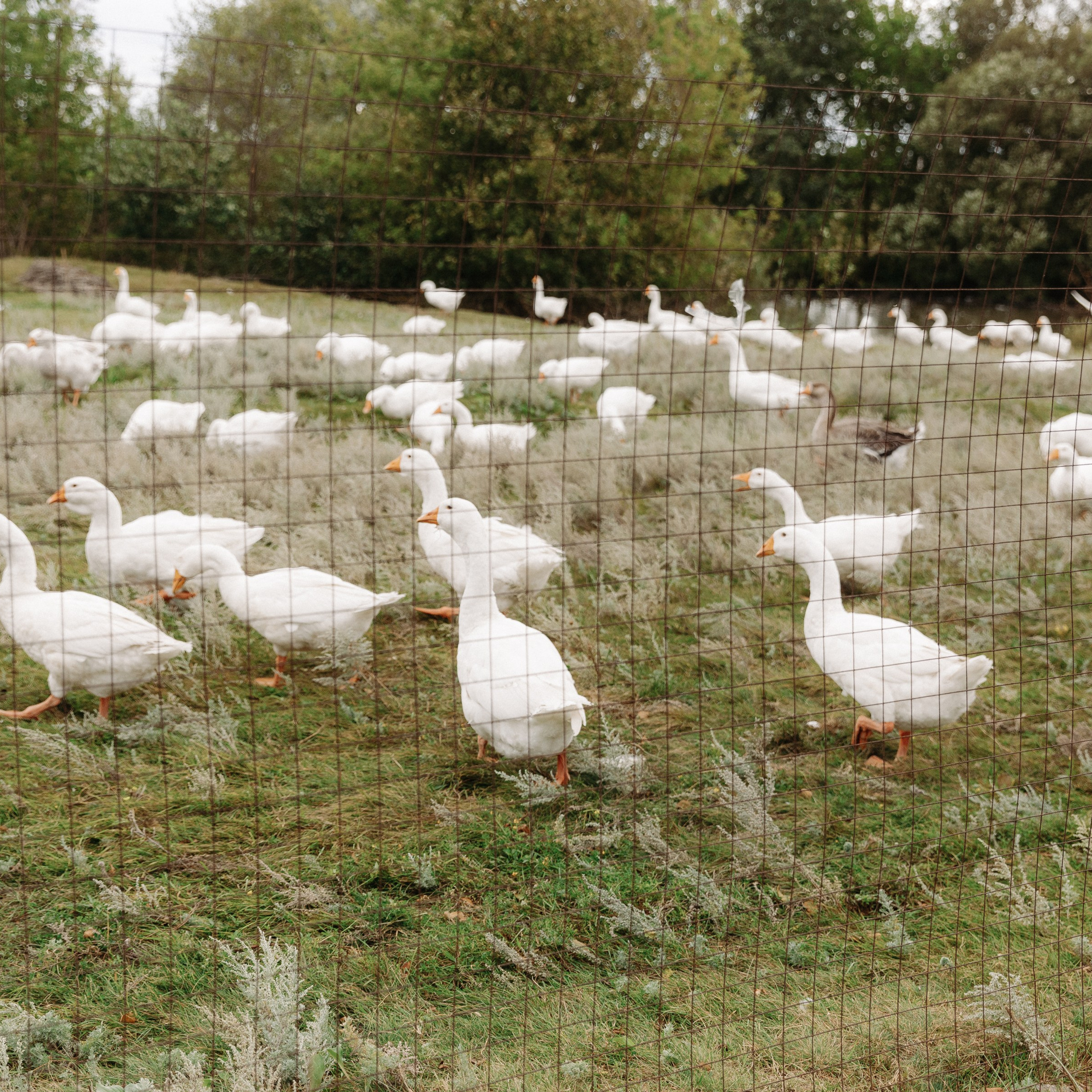 BULKA. EFIMOV IN SPACE — свадебный фотограф