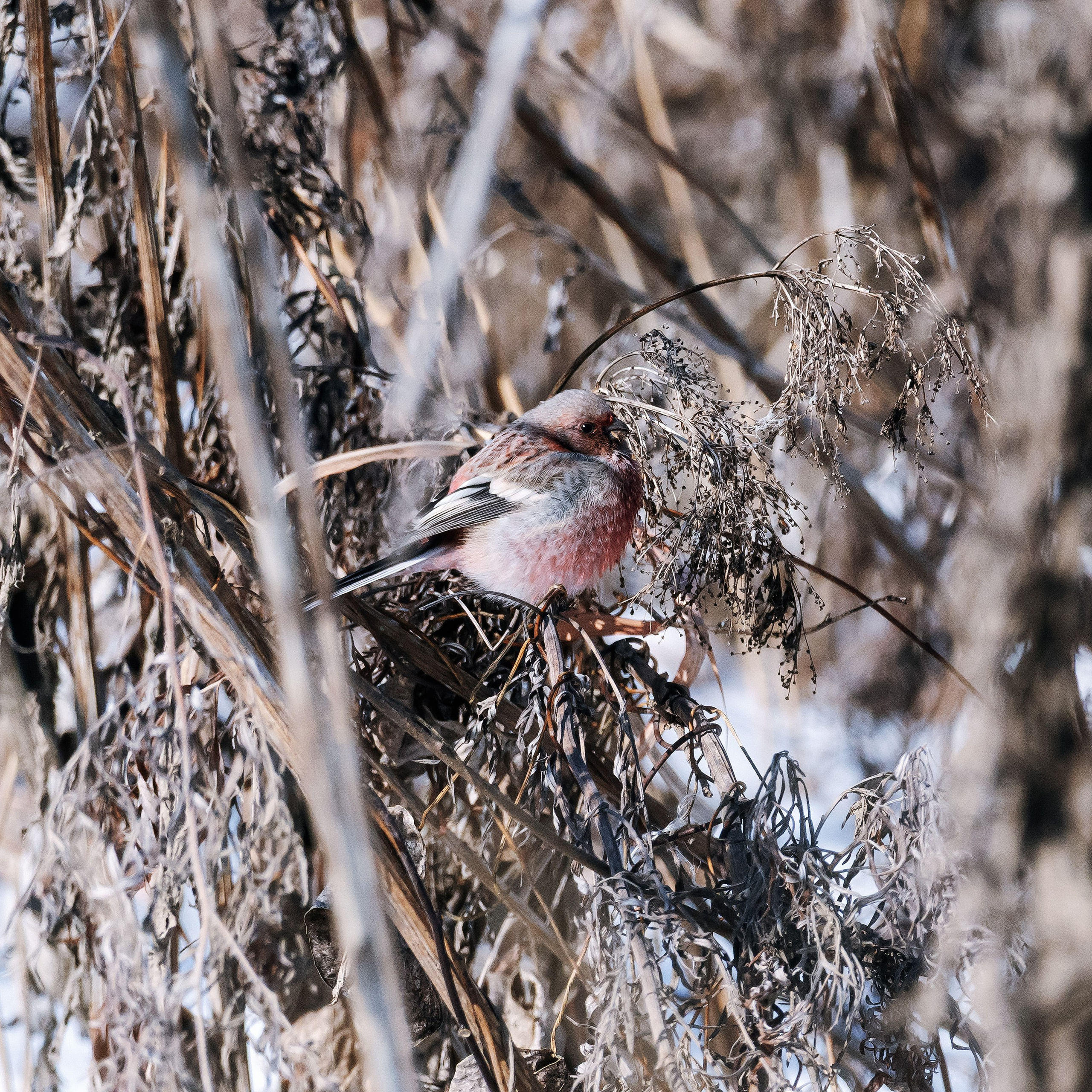 Урагус — 3 фото