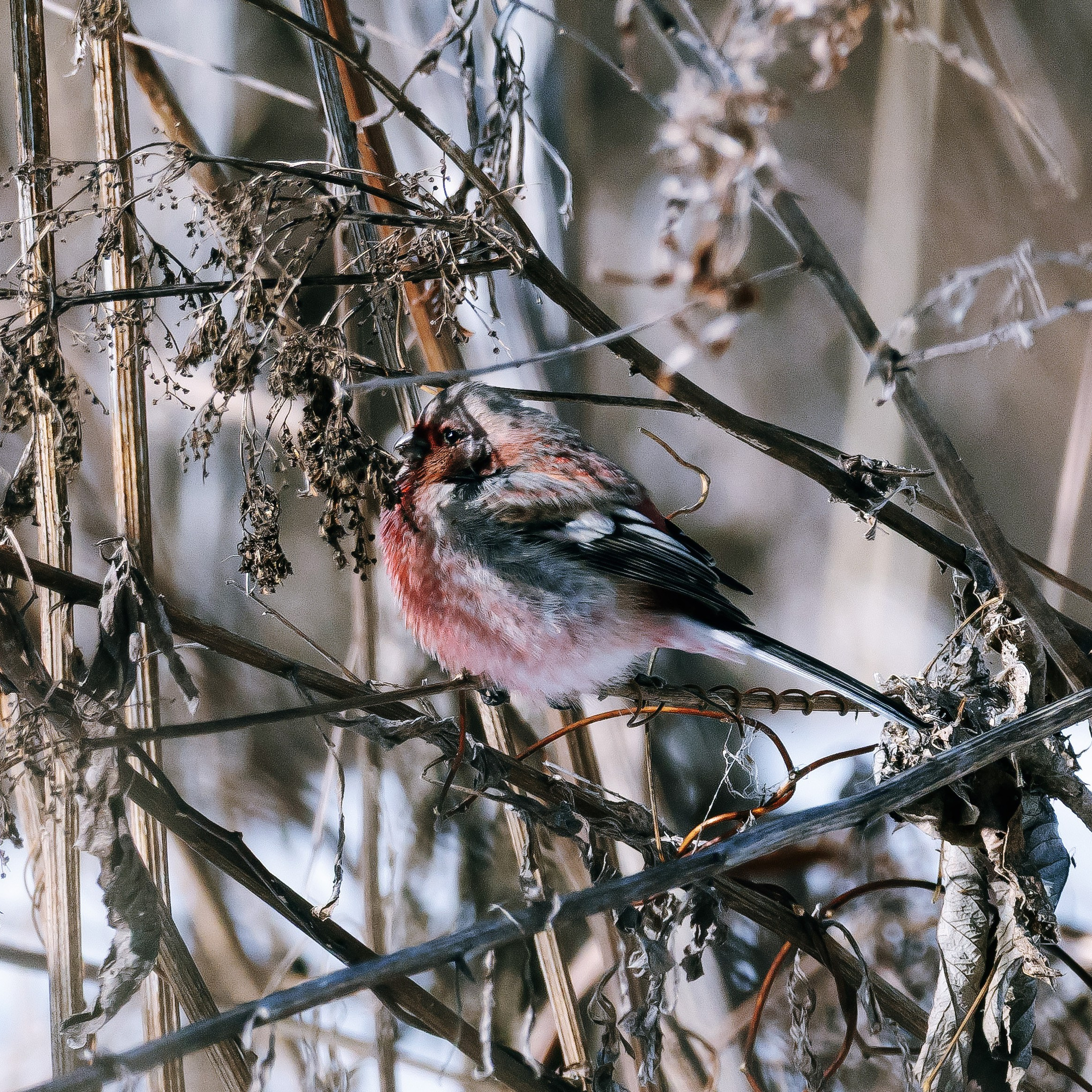 Урагус — 3 фото