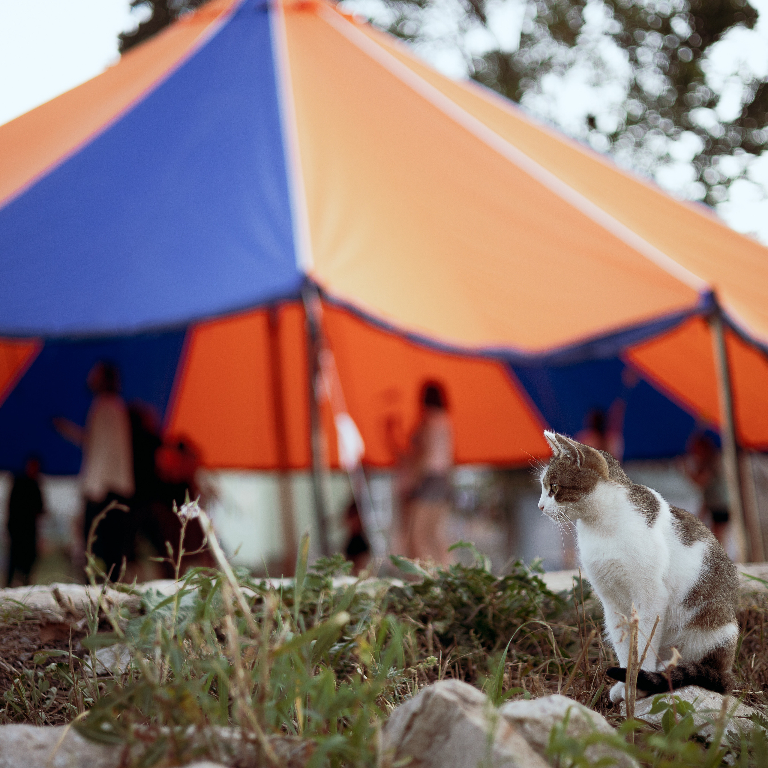 Отзывы. Алиса Сафина — Фотограф Тверь. Организация фотосессий под ключ