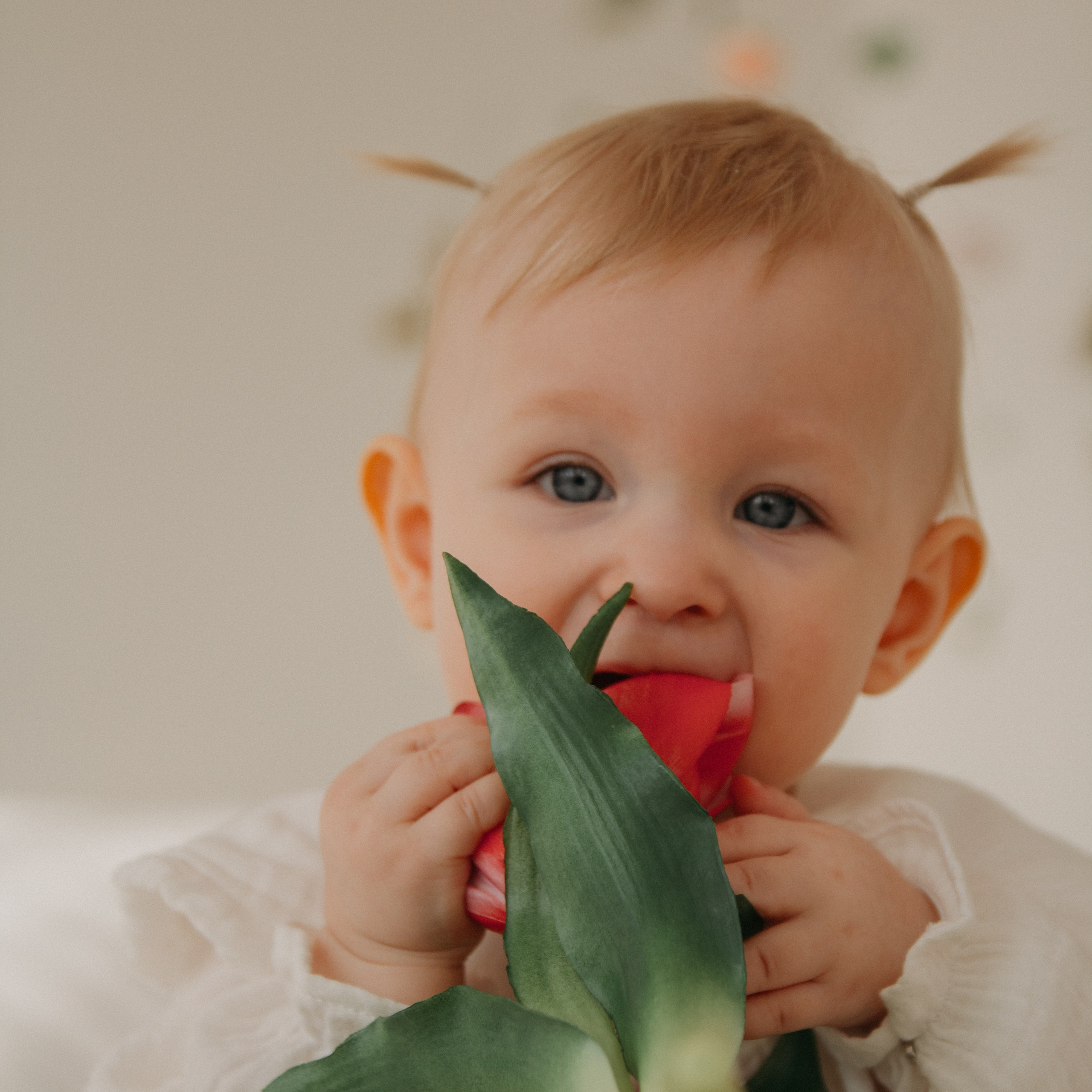 Бабушкин цветочек