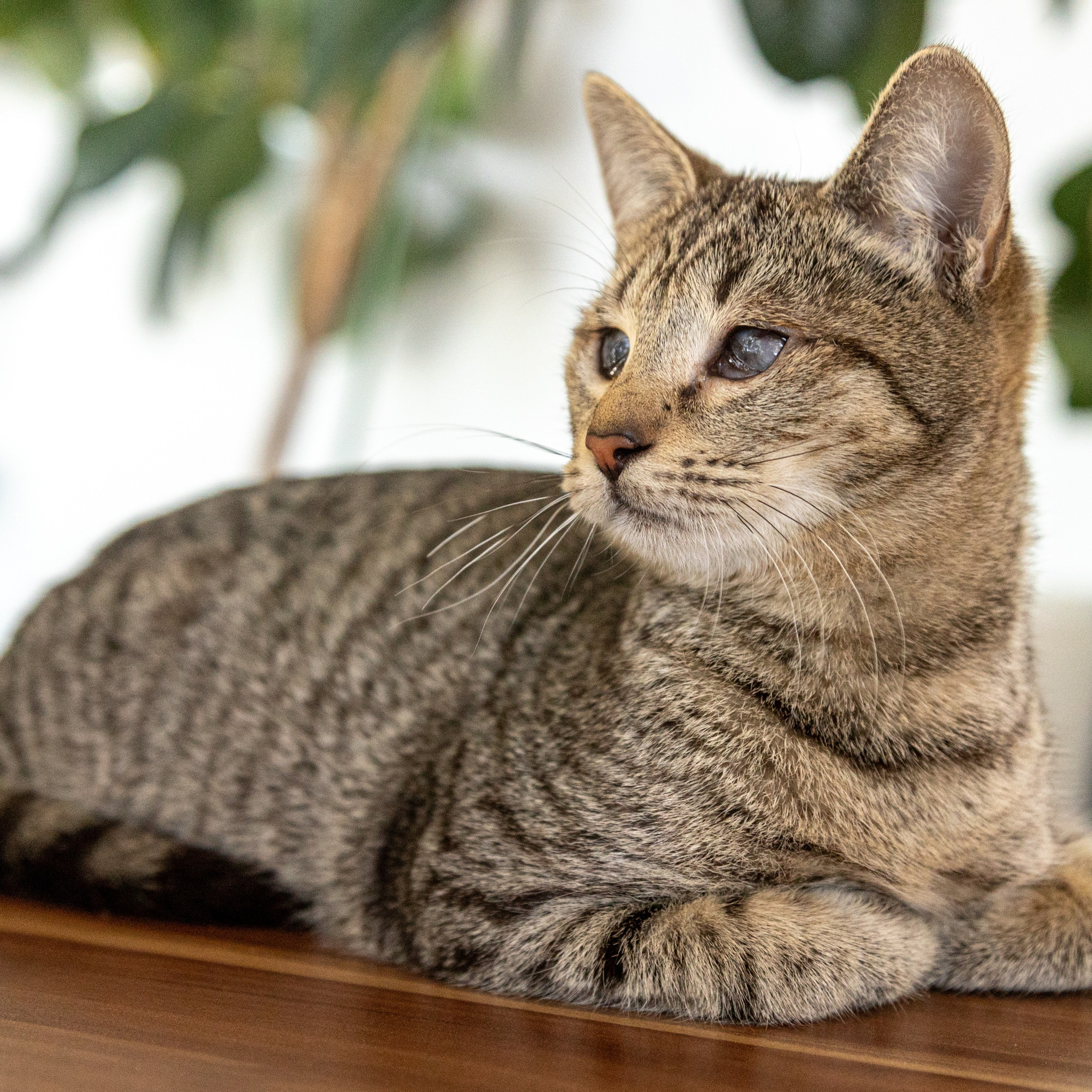 Котики для Old Cat