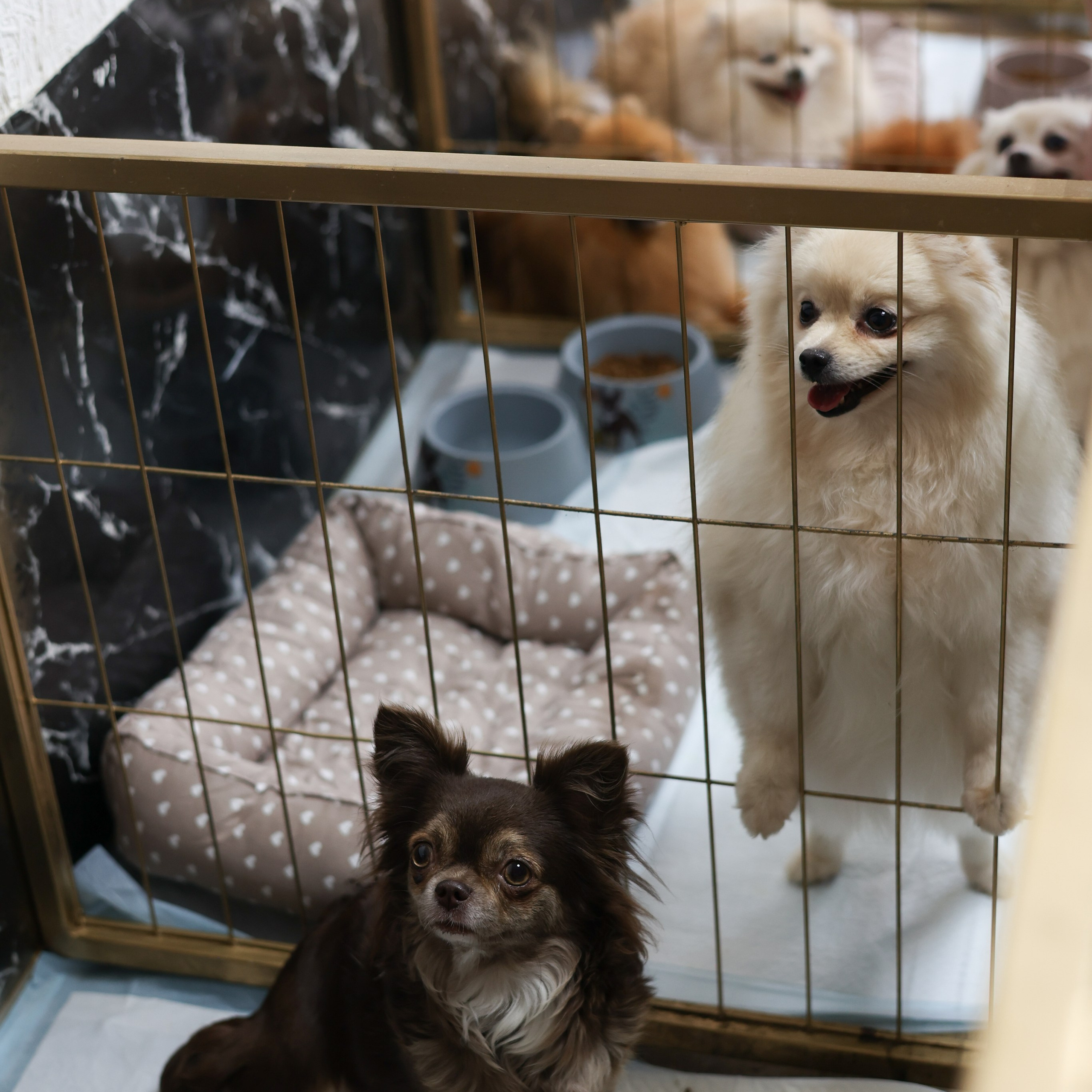 Апероль 1 годик. Фотограф Санкт-Петербург