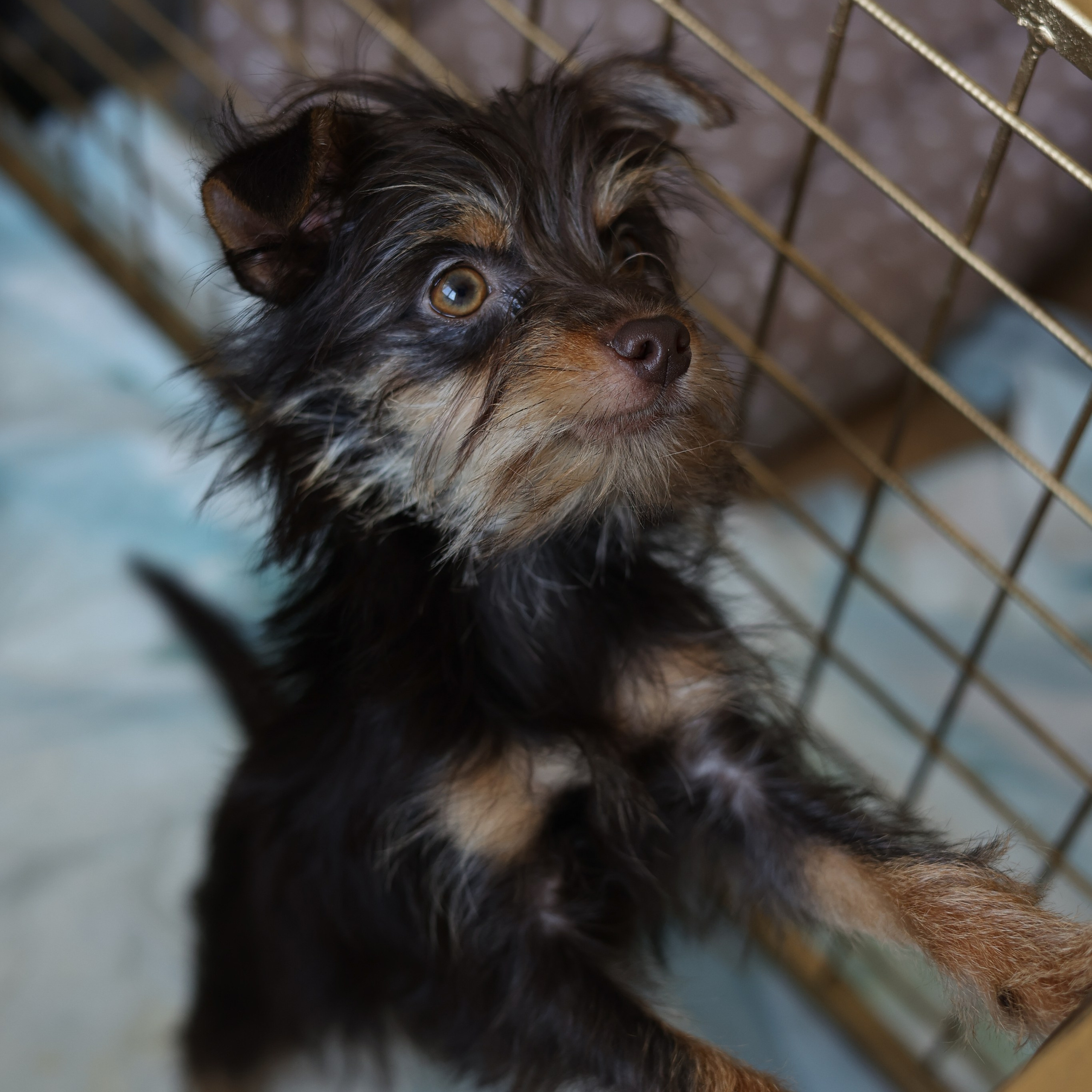 Апероль 1 годик. Фотограф Санкт-Петербург