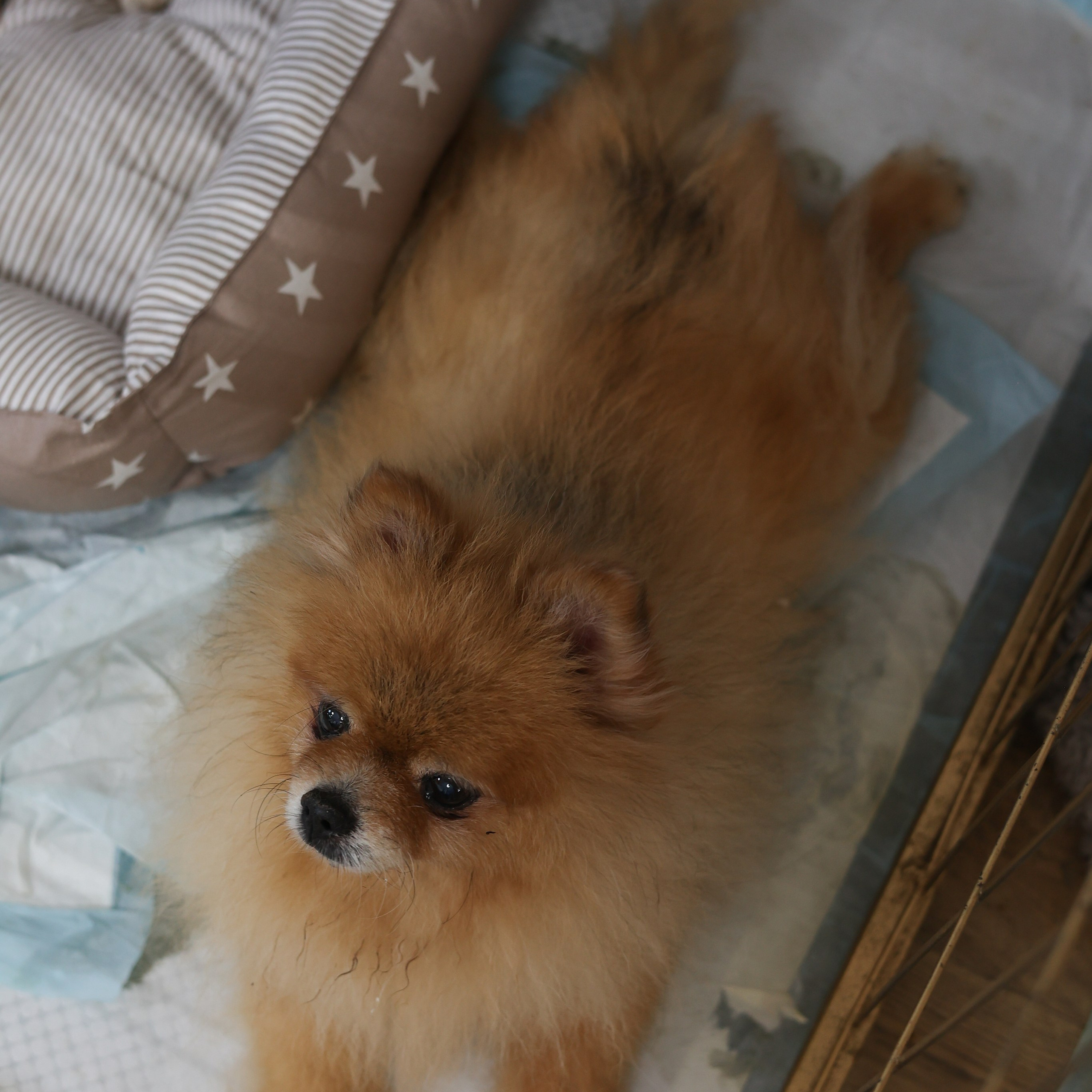 Апероль 1 годик. Фотограф Санкт-Петербург