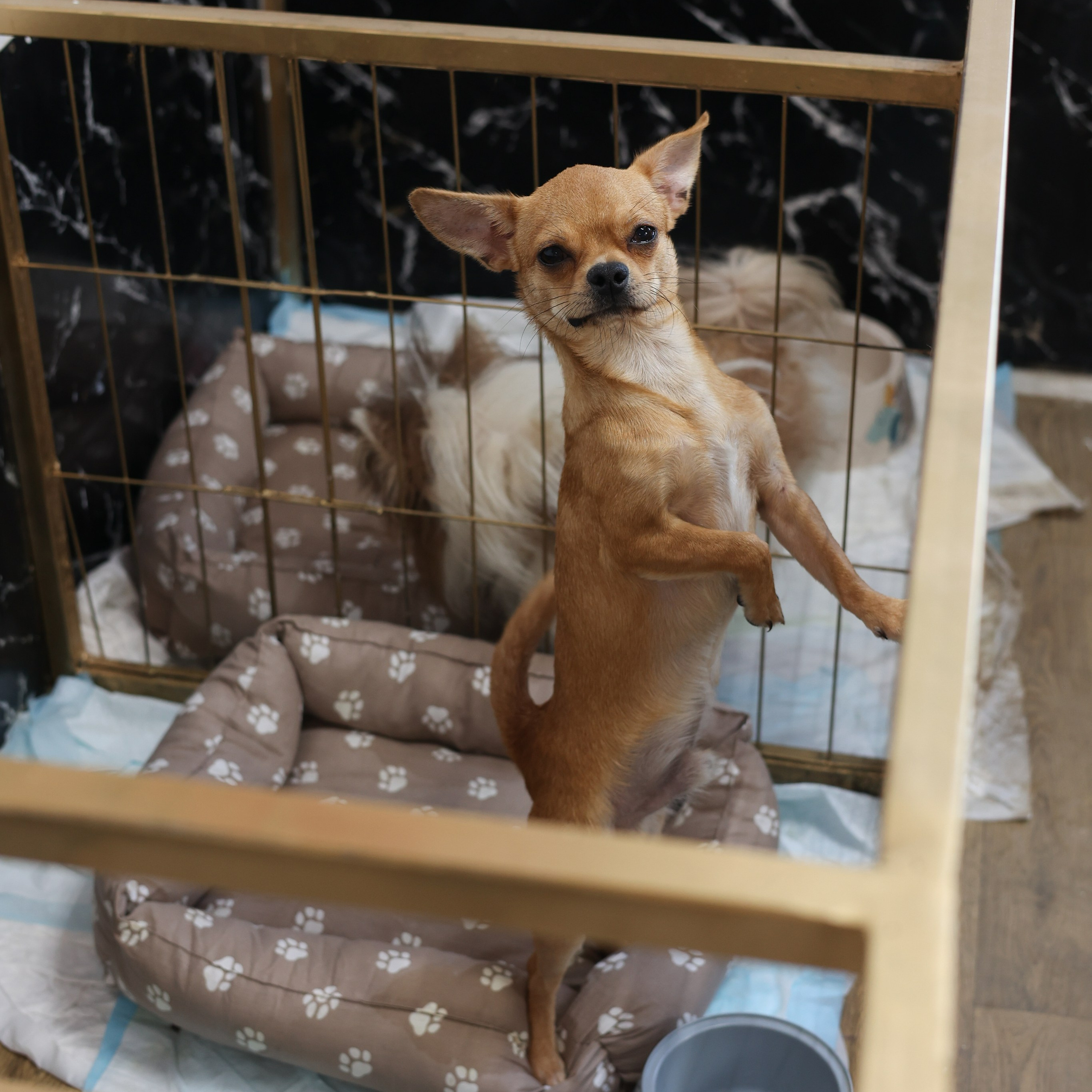 Апероль 1 годик. Фотограф Санкт-Петербург