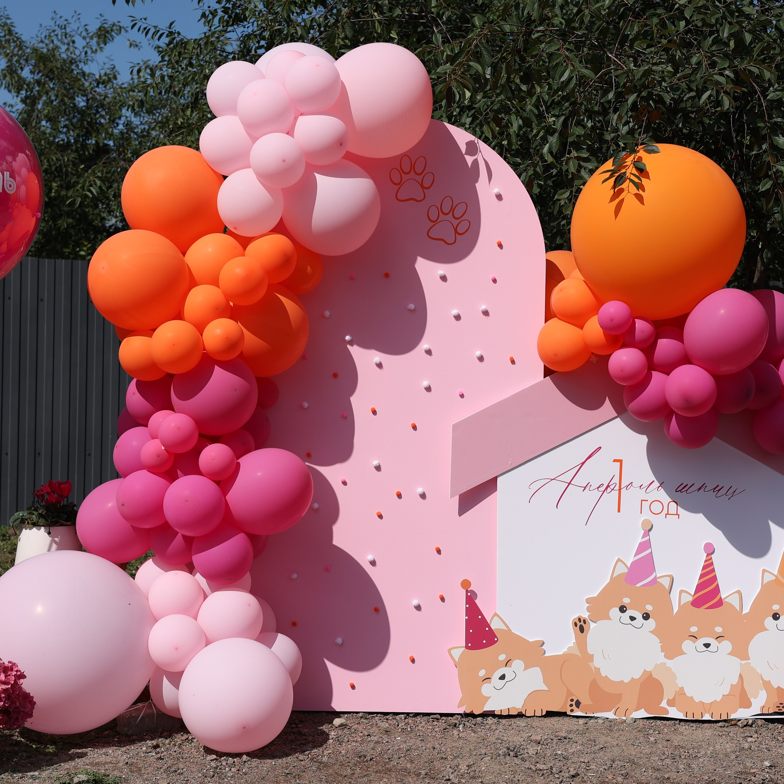 Апероль 1 годик. Фотограф Санкт-Петербург