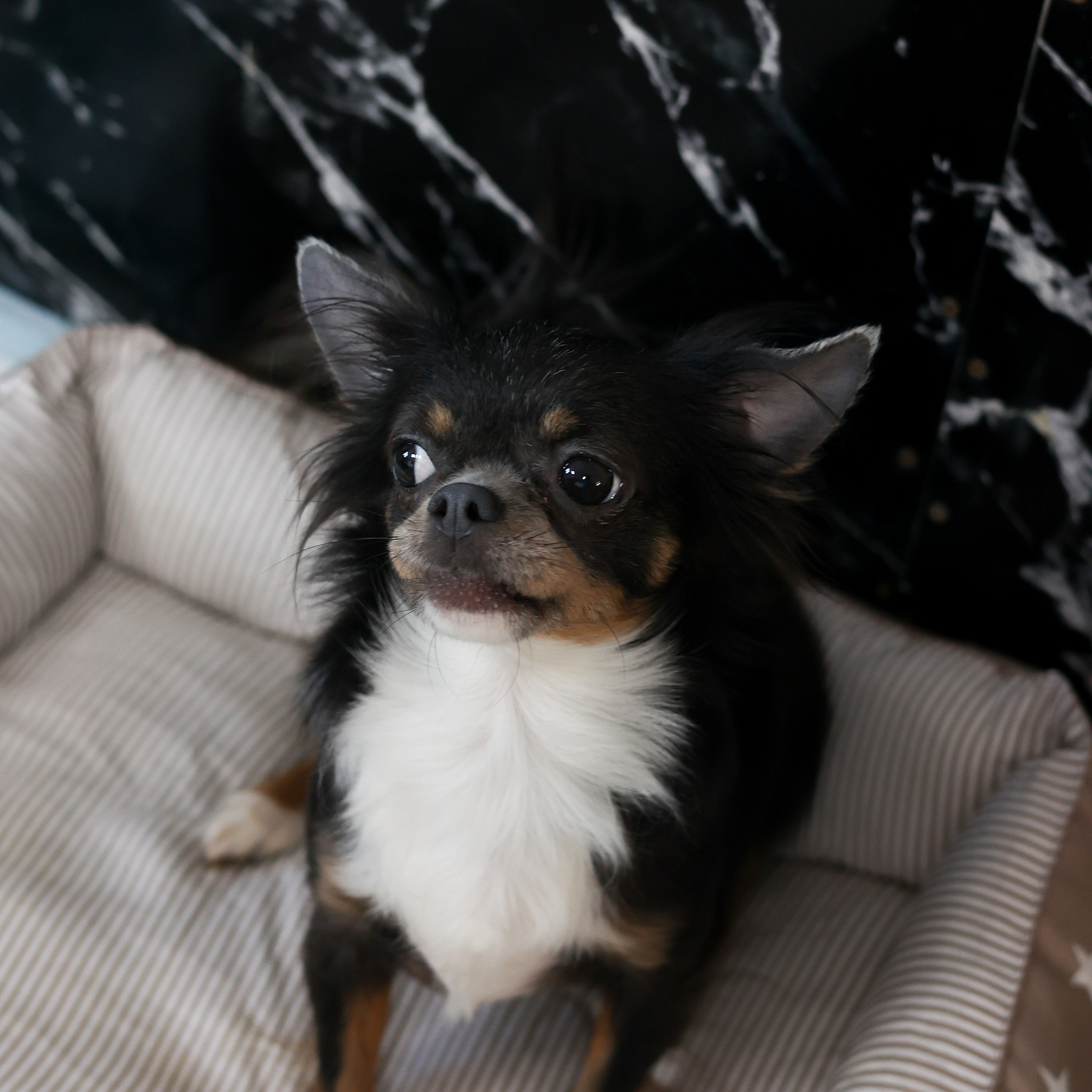 Апероль 1 годик. Фотограф Санкт-Петербург