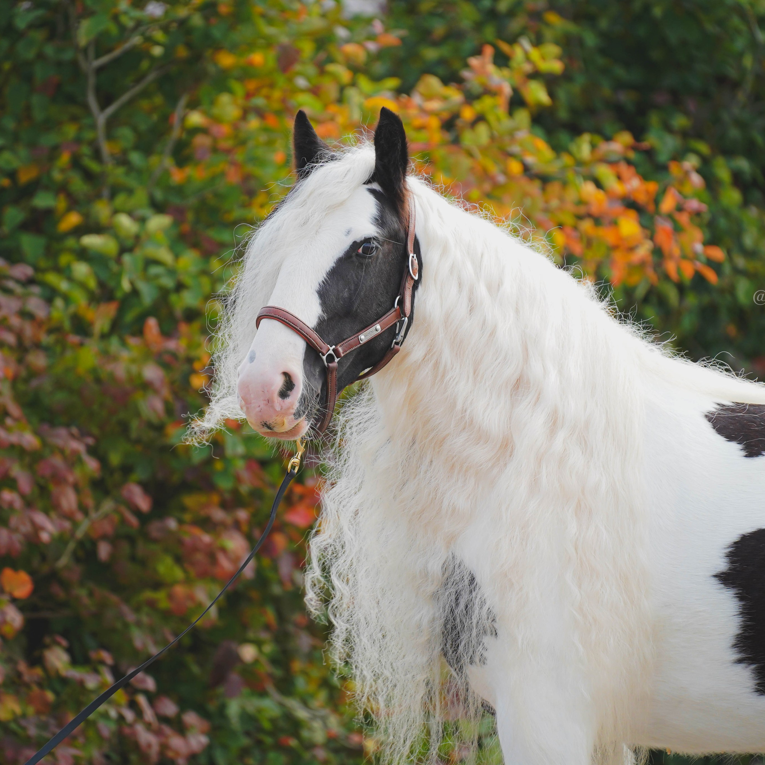 Экстерьер и спорт