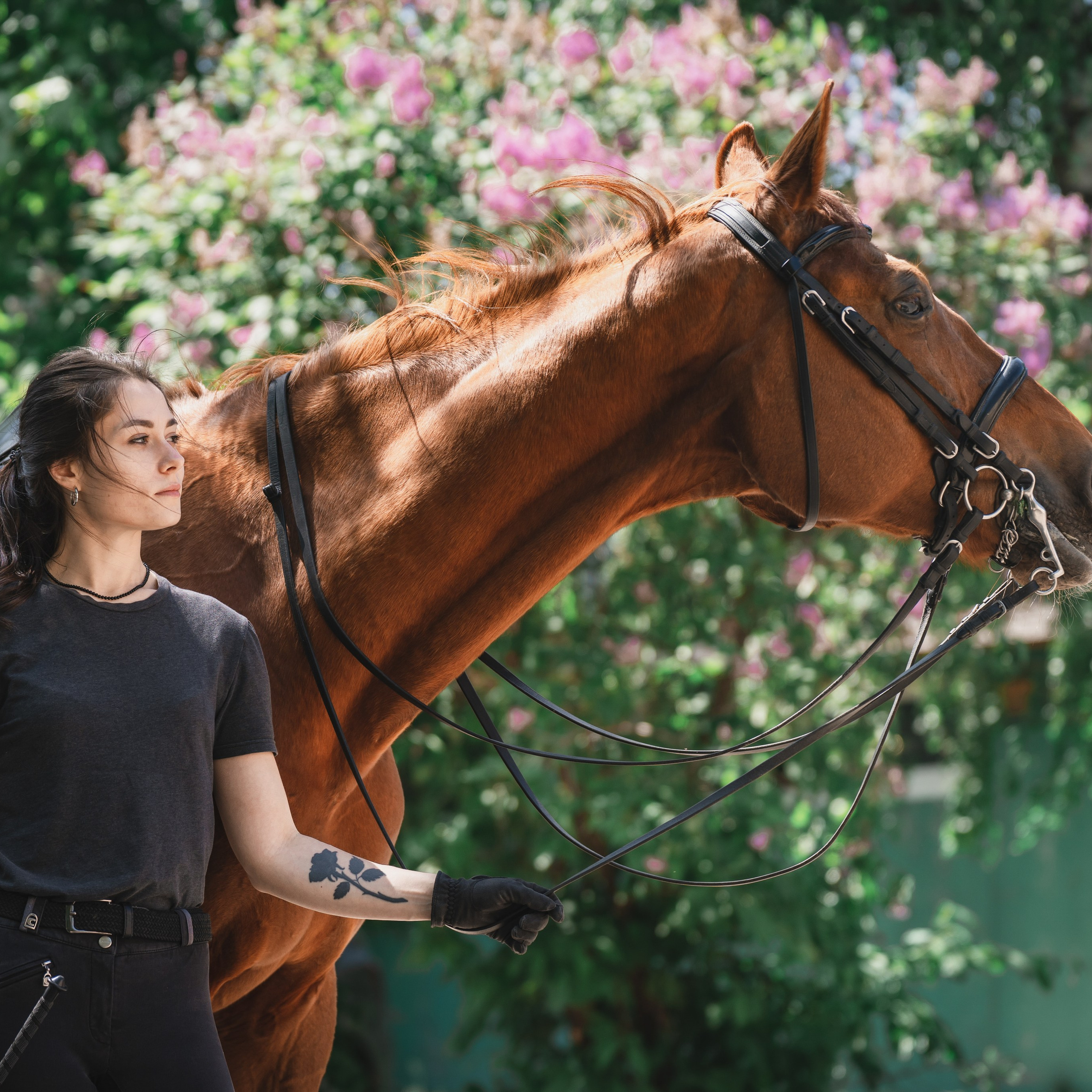 Валерия и Ланселот. Тренировка по выездке. КСК «Урожай».