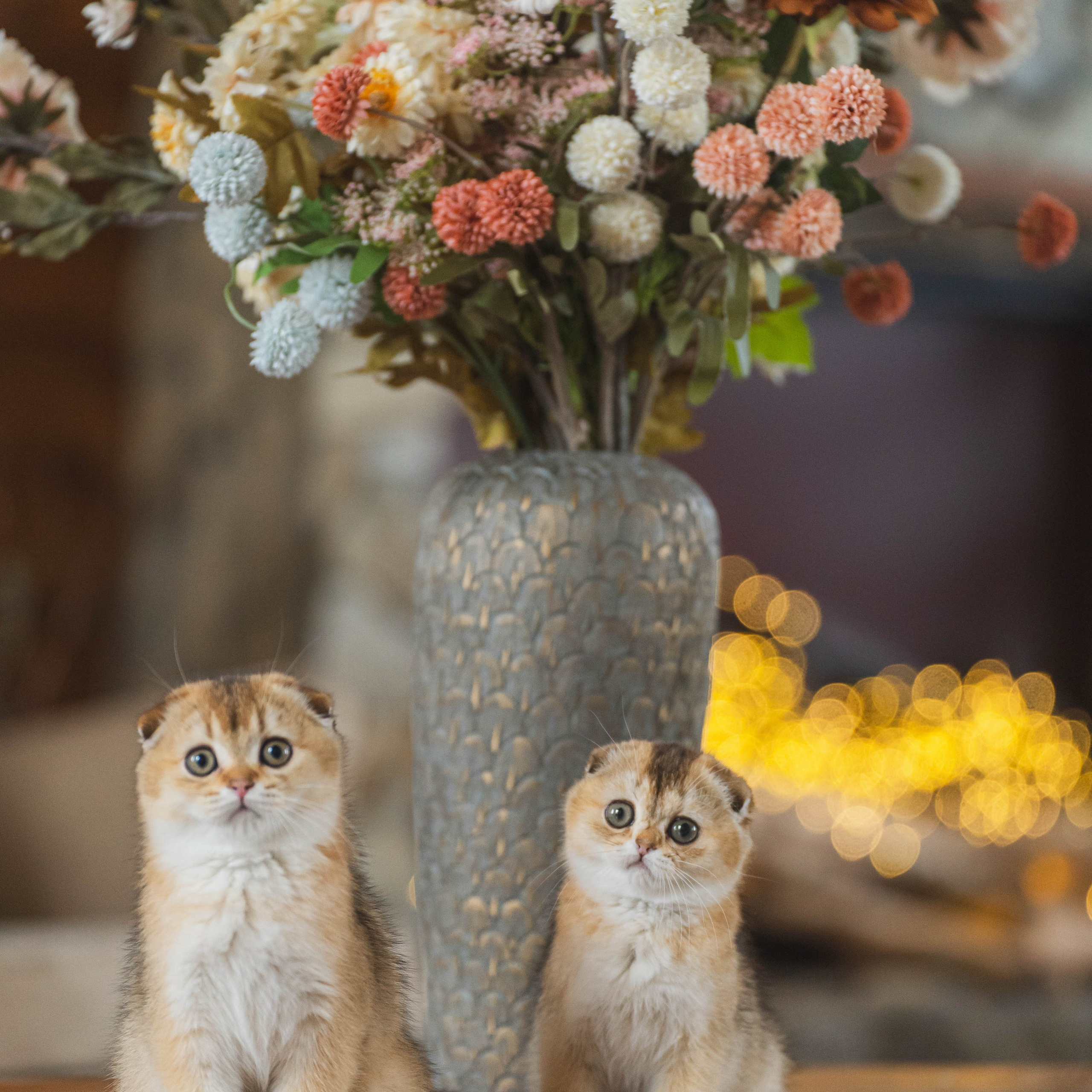 Питомник Шотландских кошек