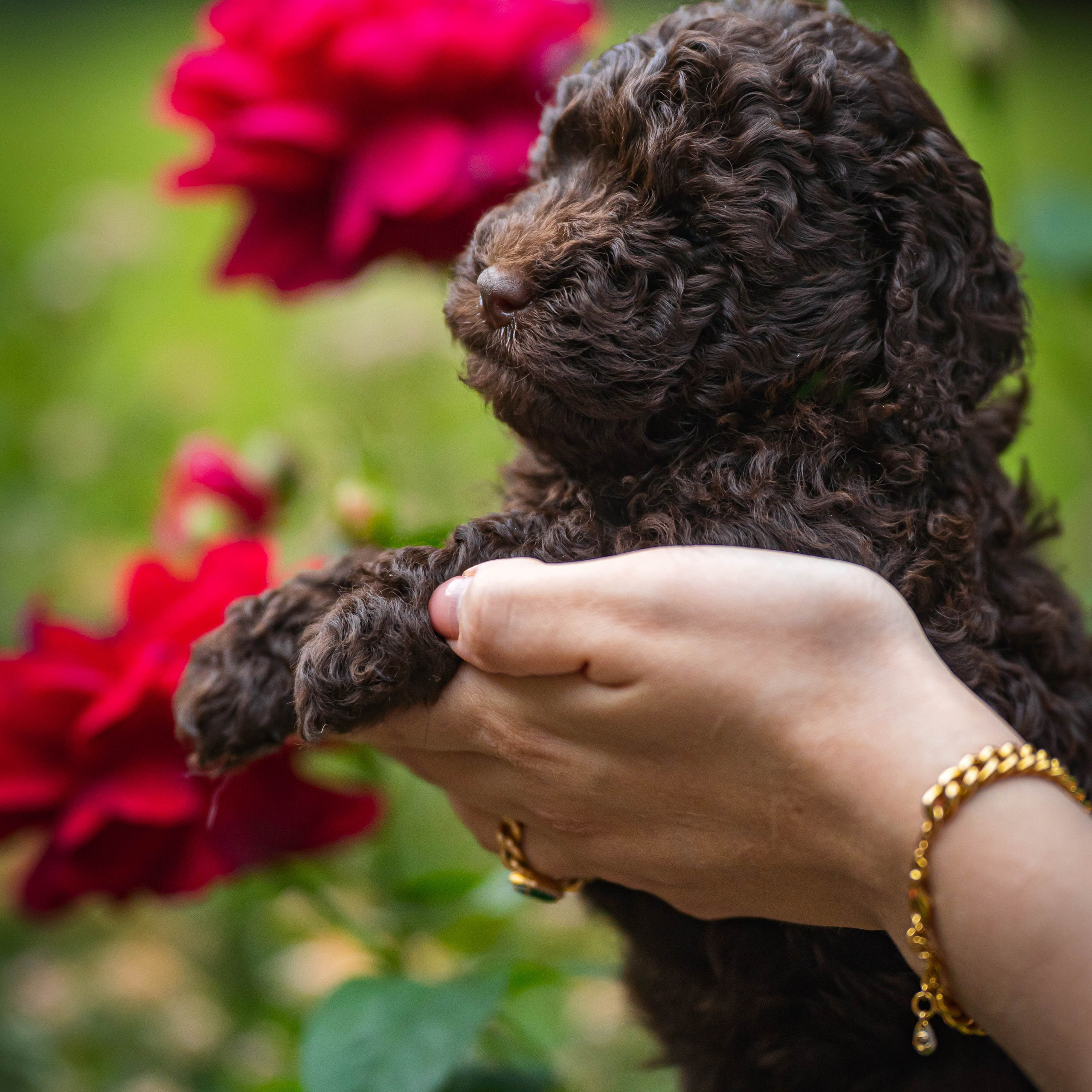 Питомник мини-пуделей