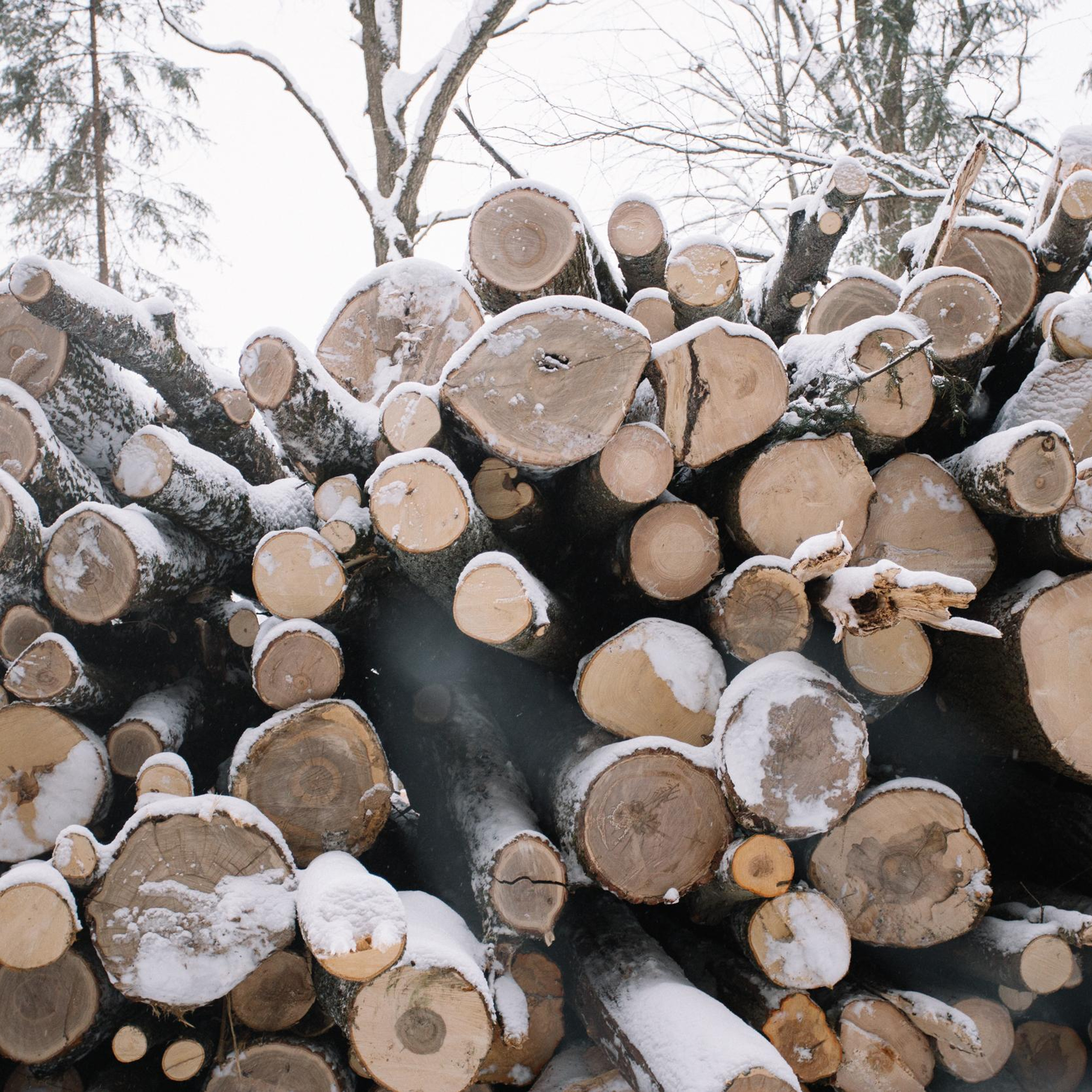 Вырубка Троицкого леса