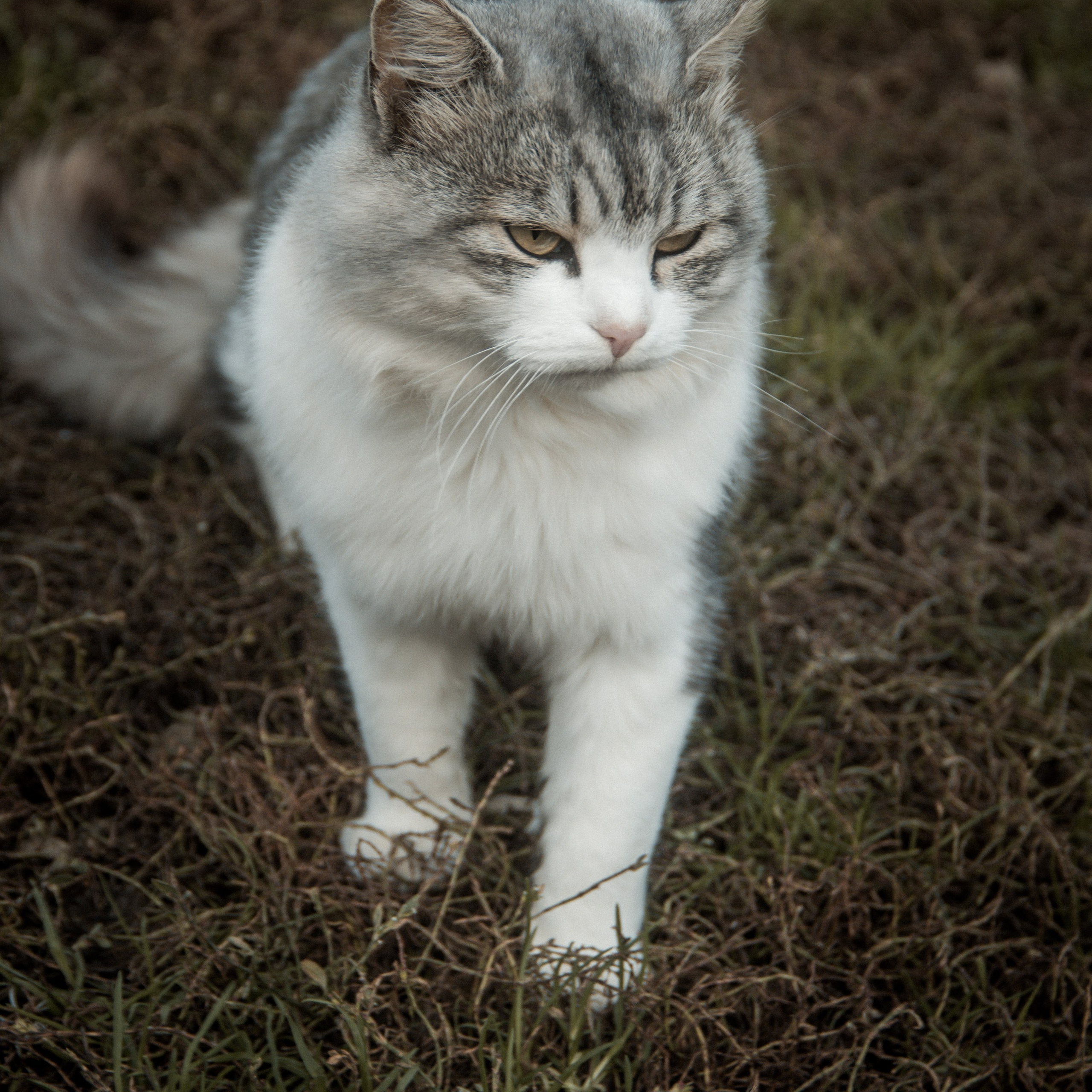 Милые создания