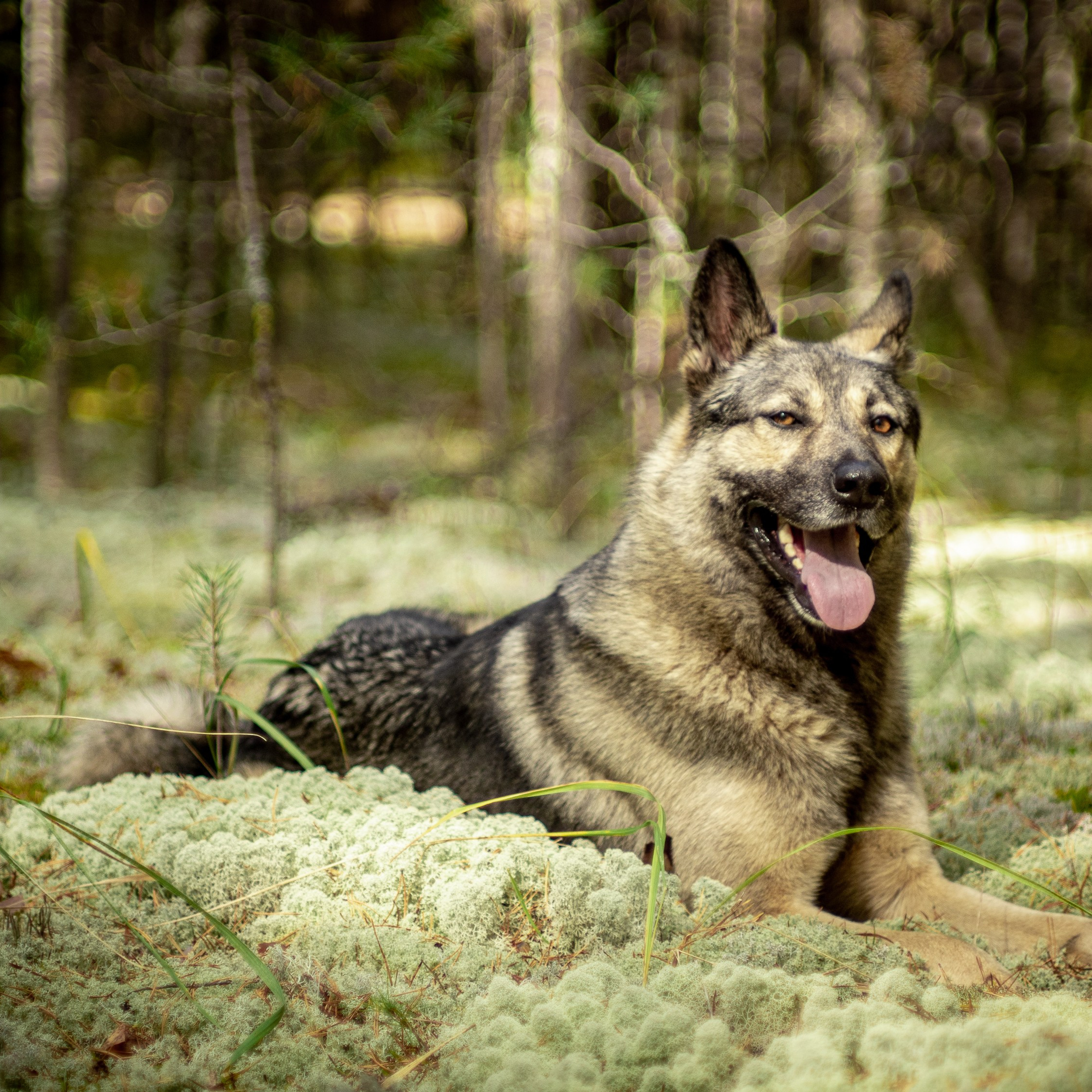 Милые создания