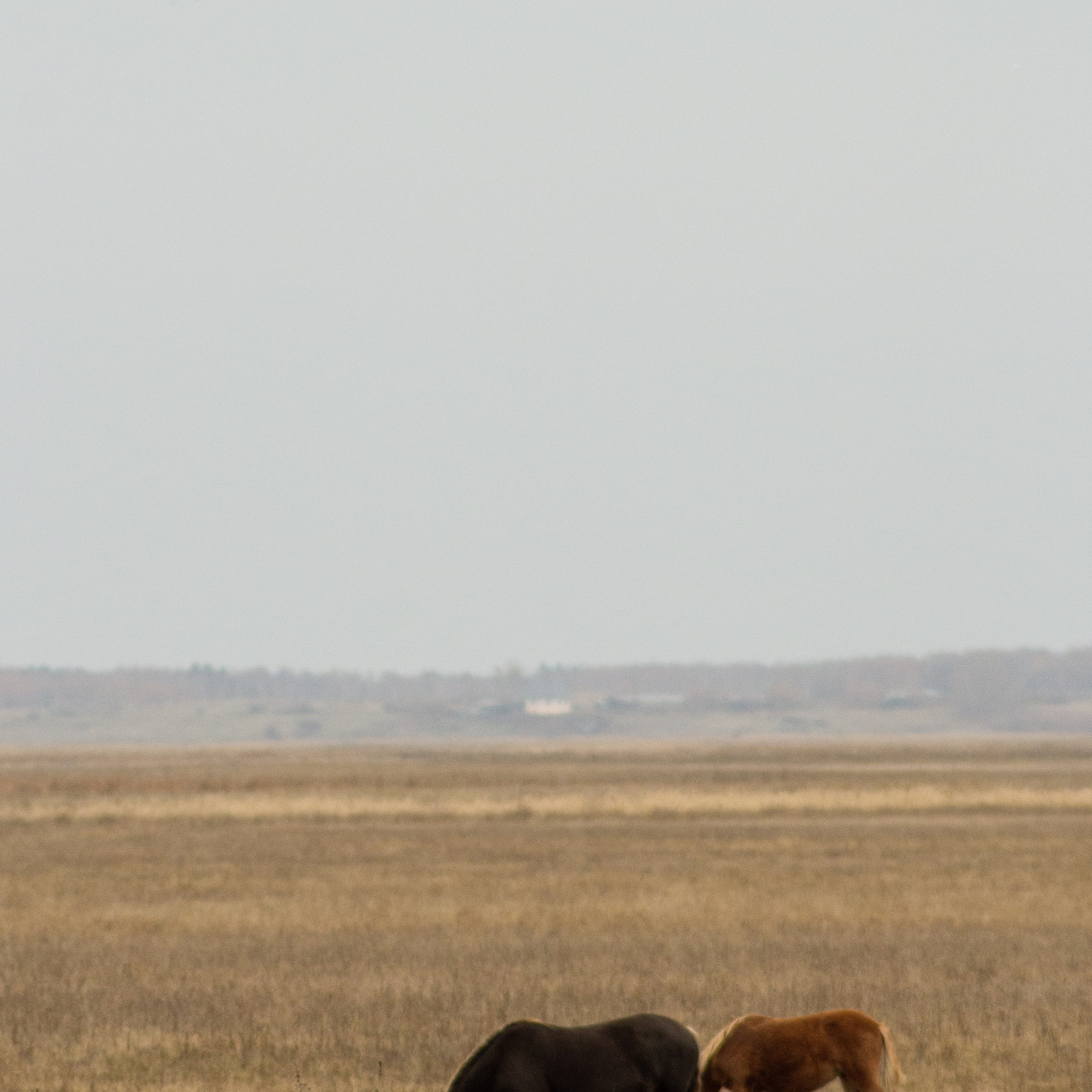 Милые создания