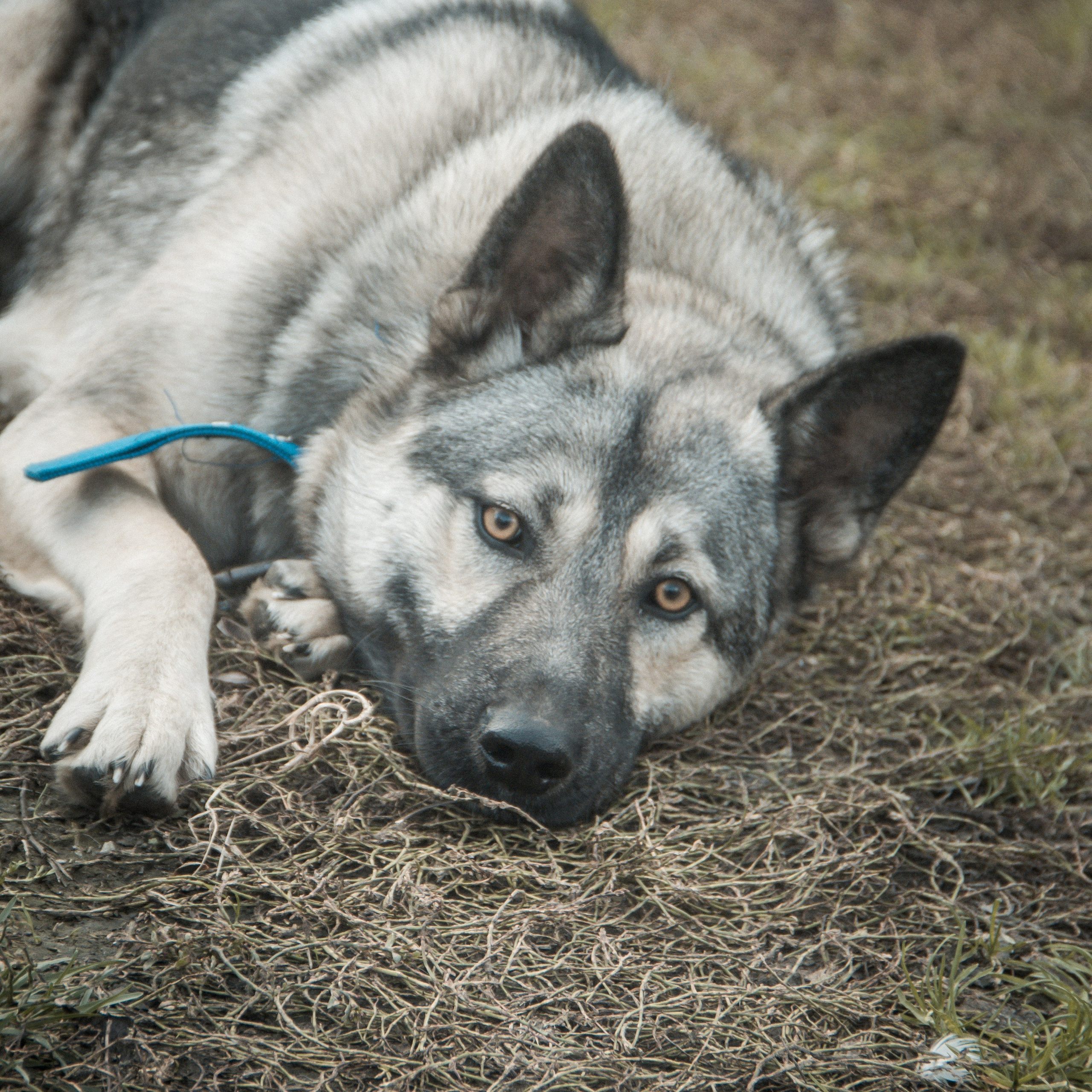 Милые создания