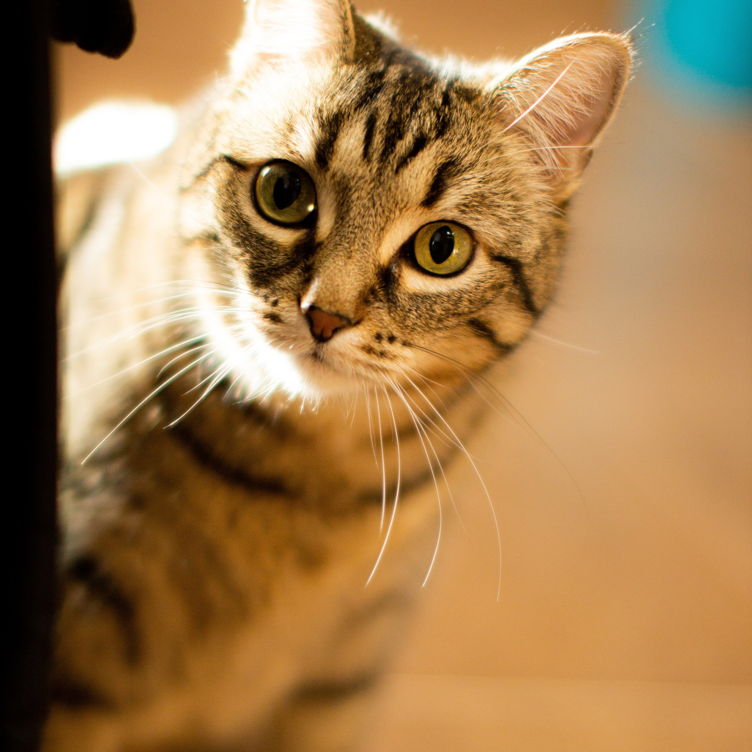 Милые создания