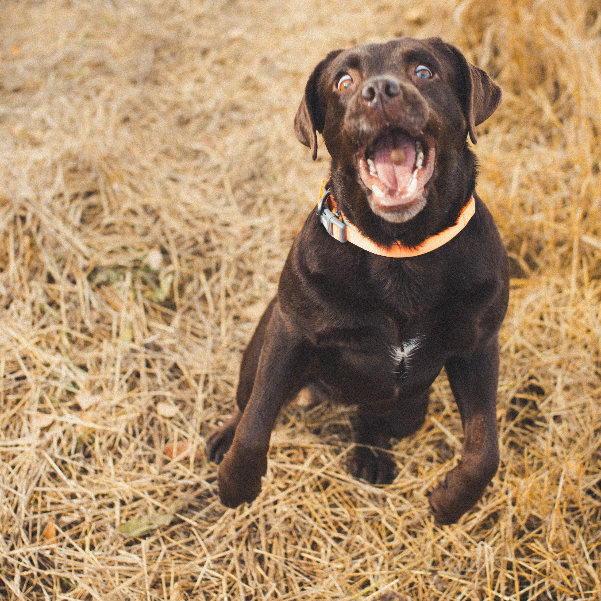 Милые создания