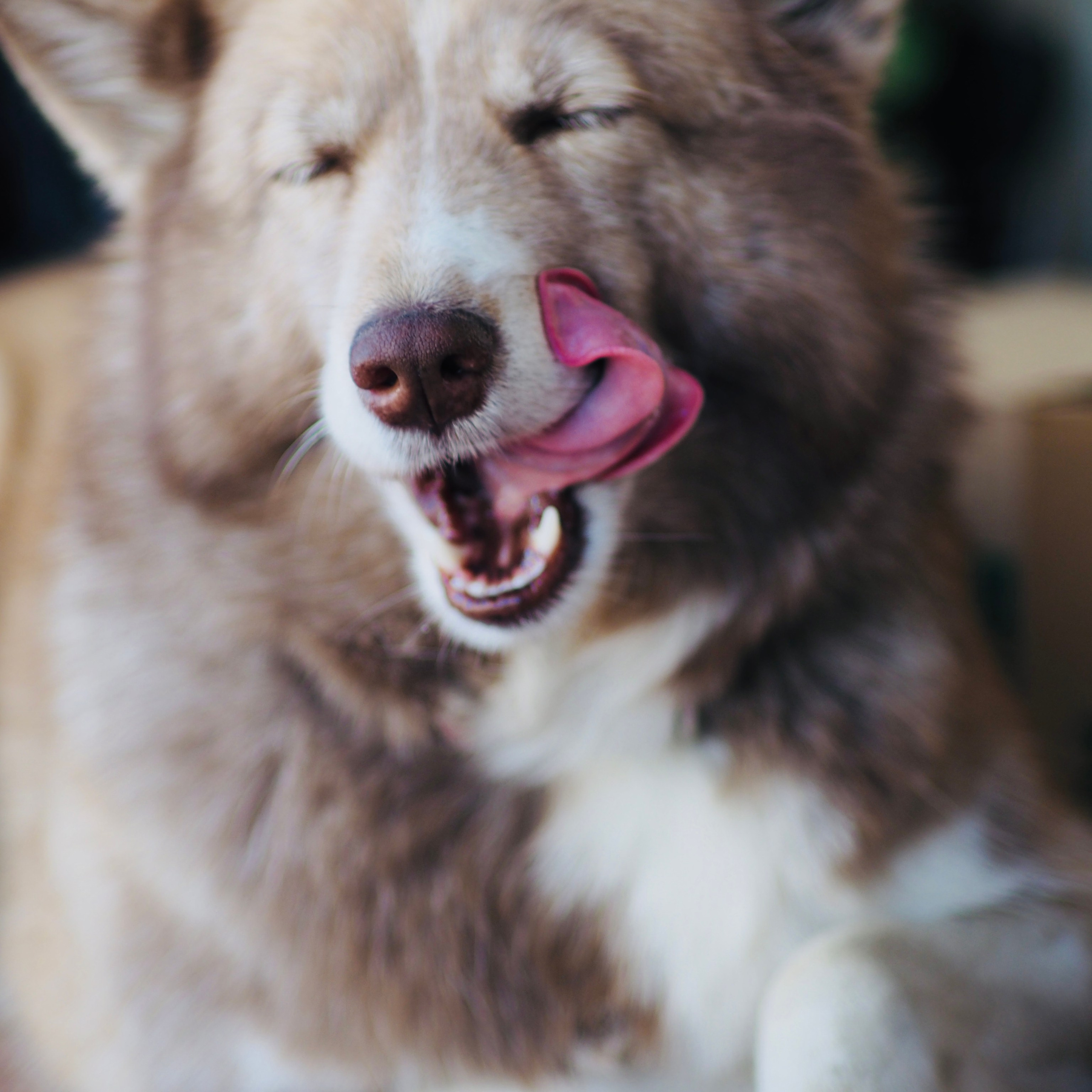 Милые создания