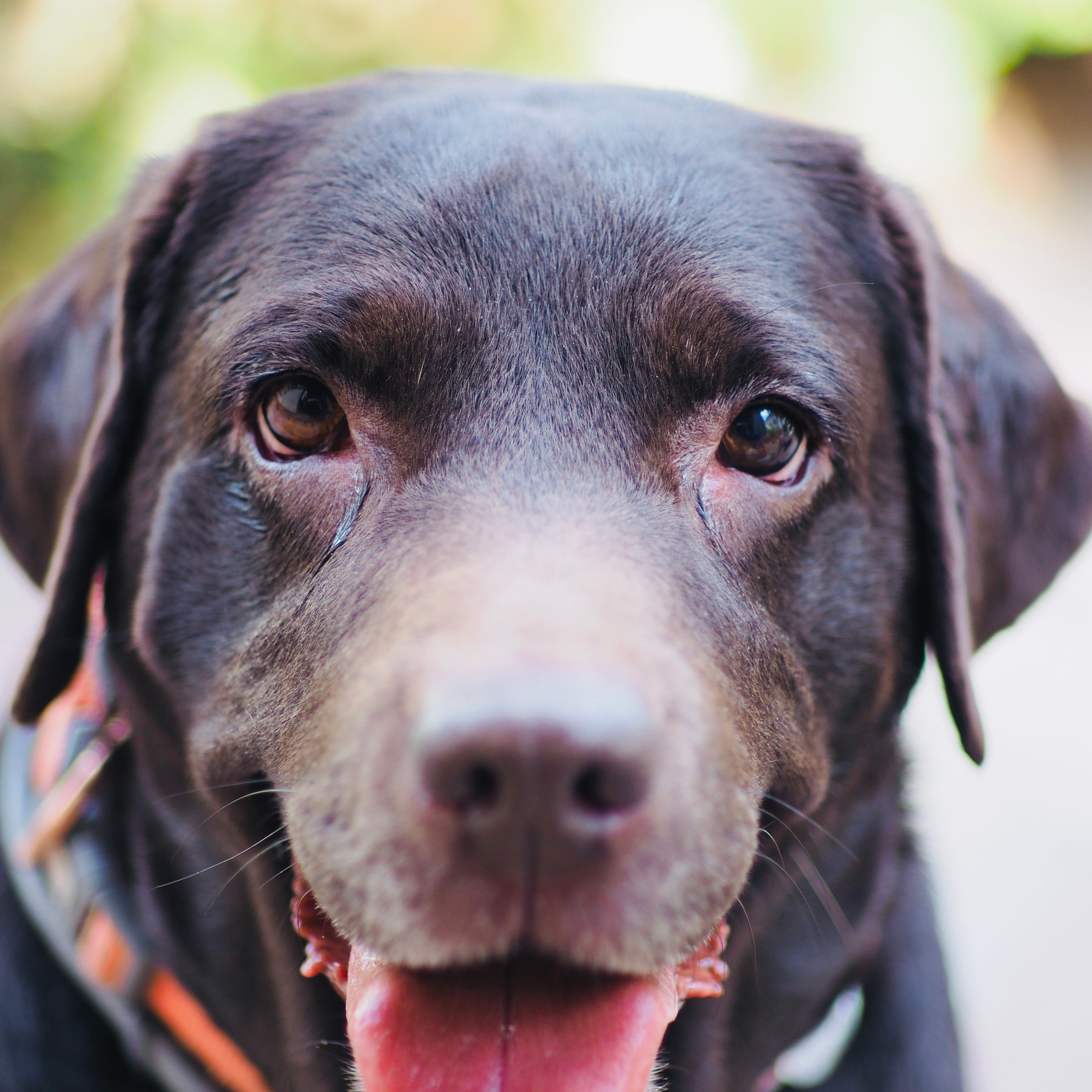 Милые создания