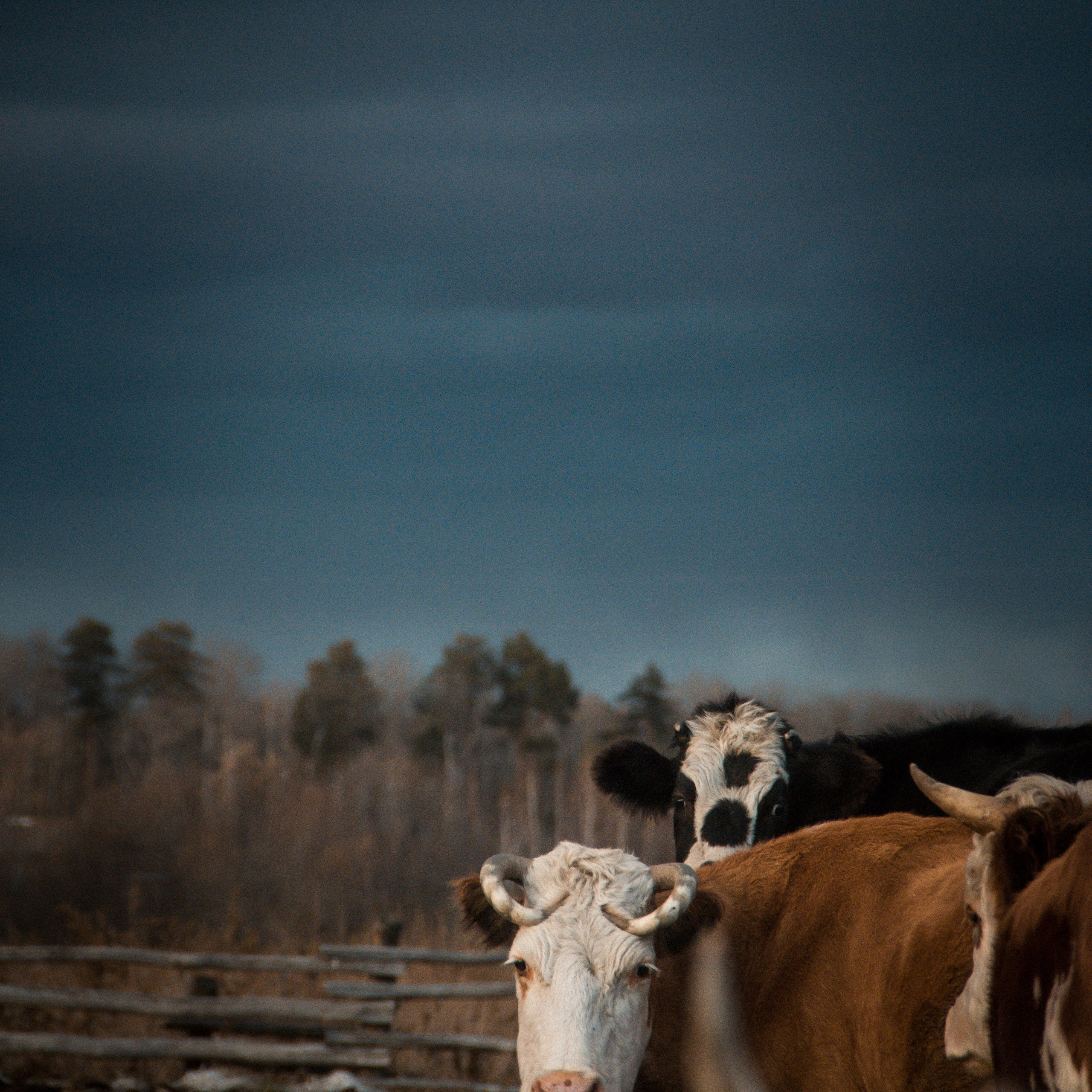 Милые создания