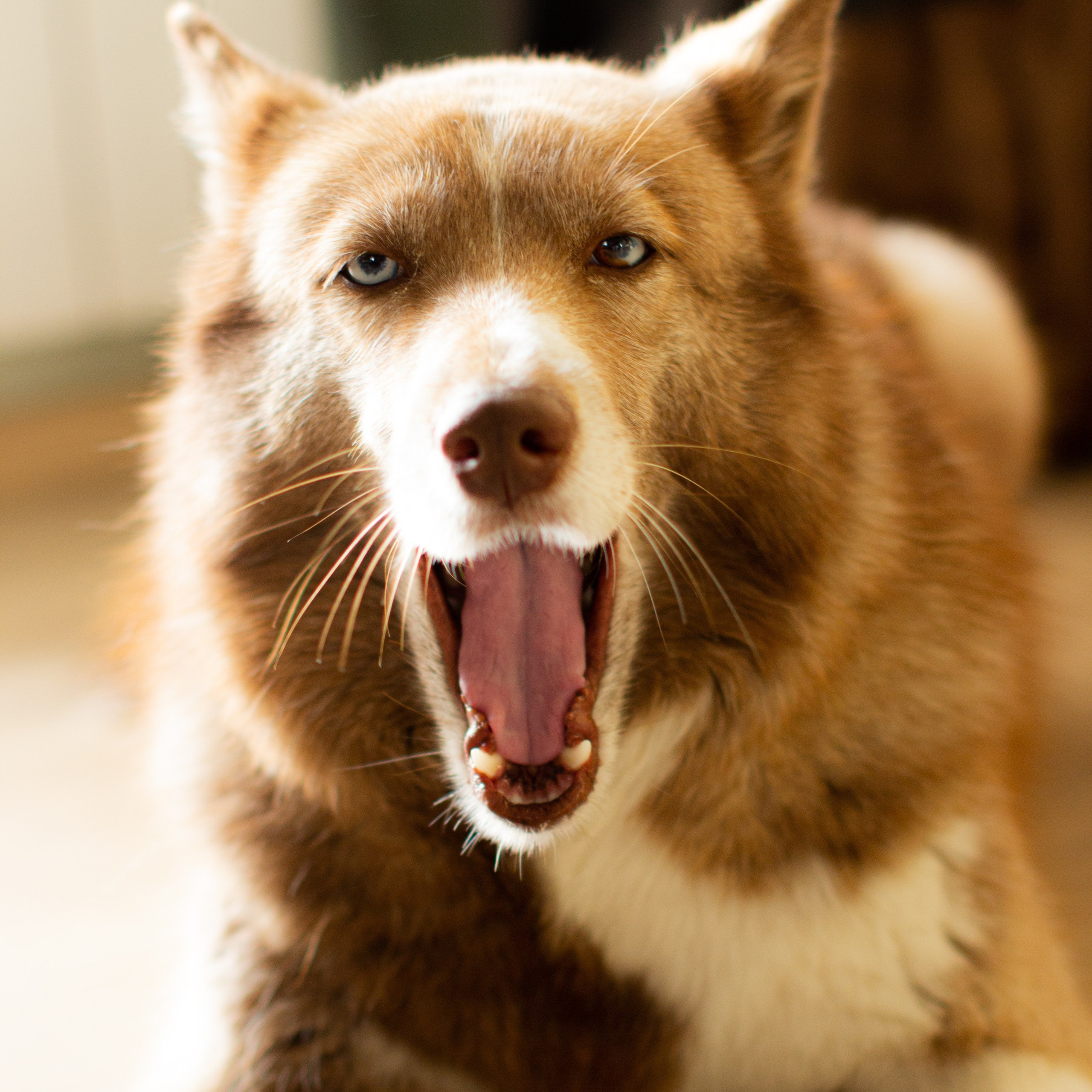 Милые создания