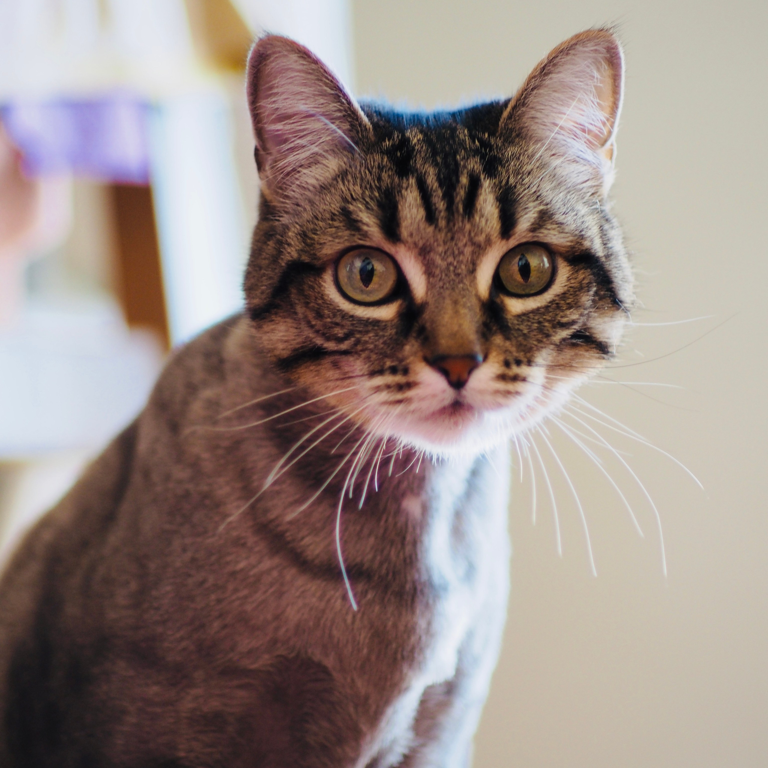 Милые создания